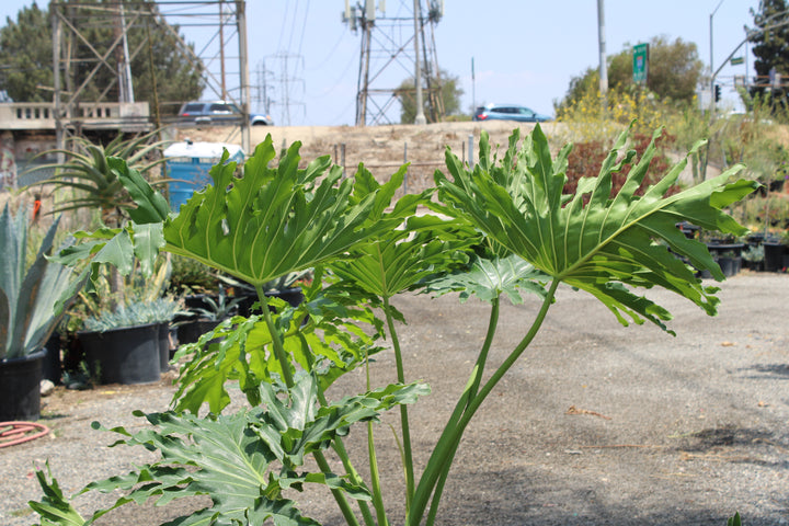 philodendron bipinnatifidum uk Thaumatophyllum bipinnatifidum (Philodendron Selloum)