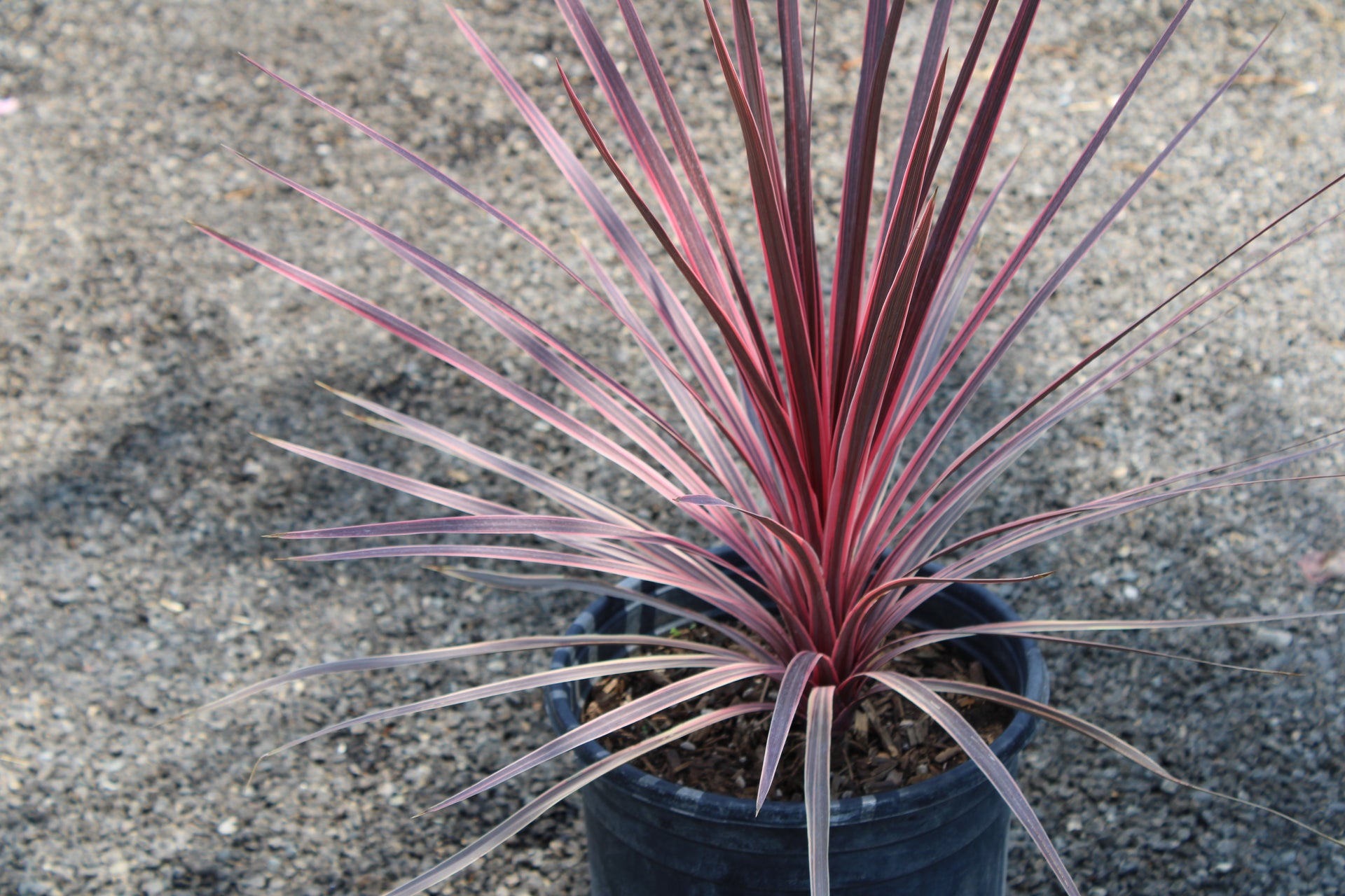 Cordyline Plant