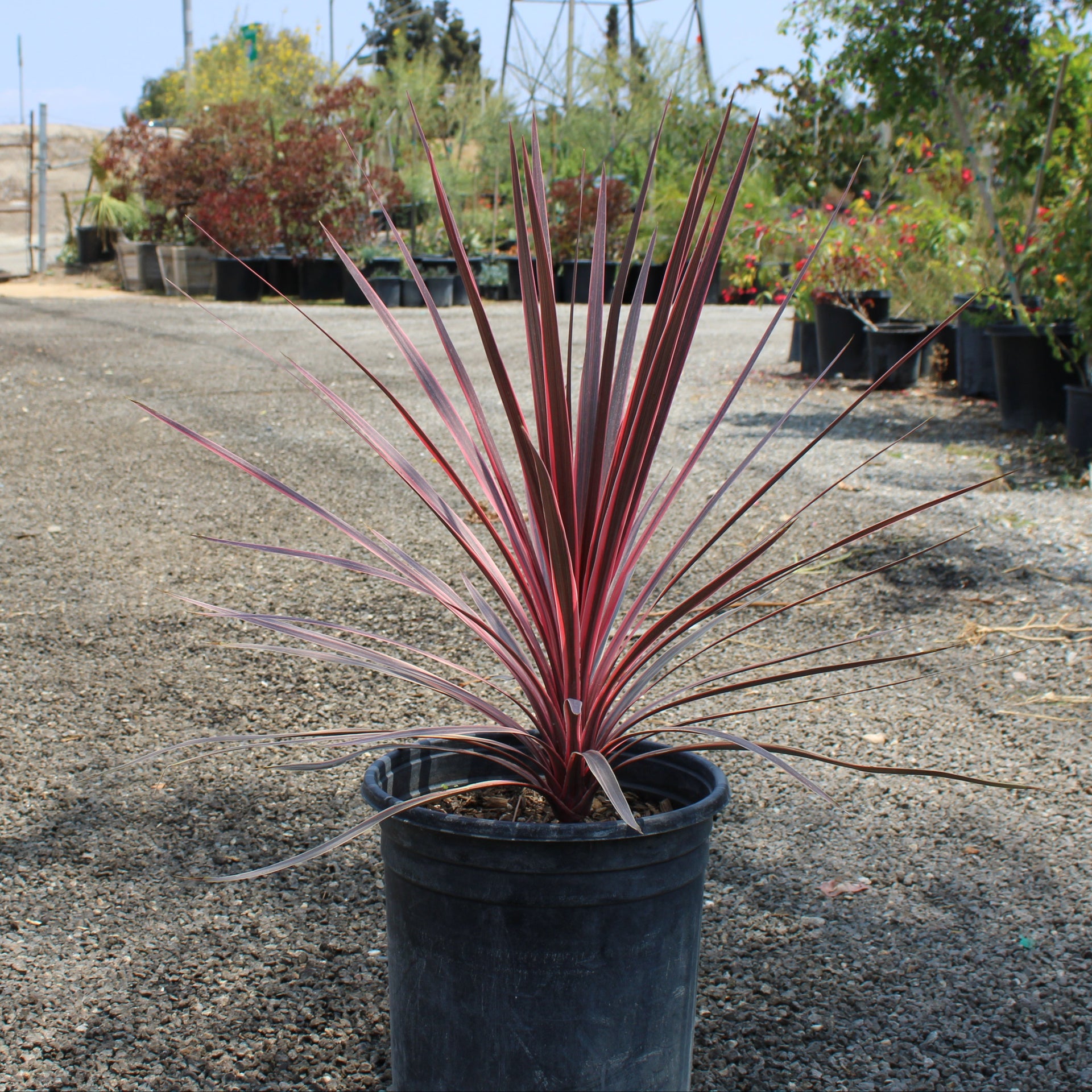 Cordyline Plant