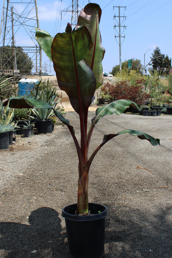 red banana plant indoor Red Banana Leaf