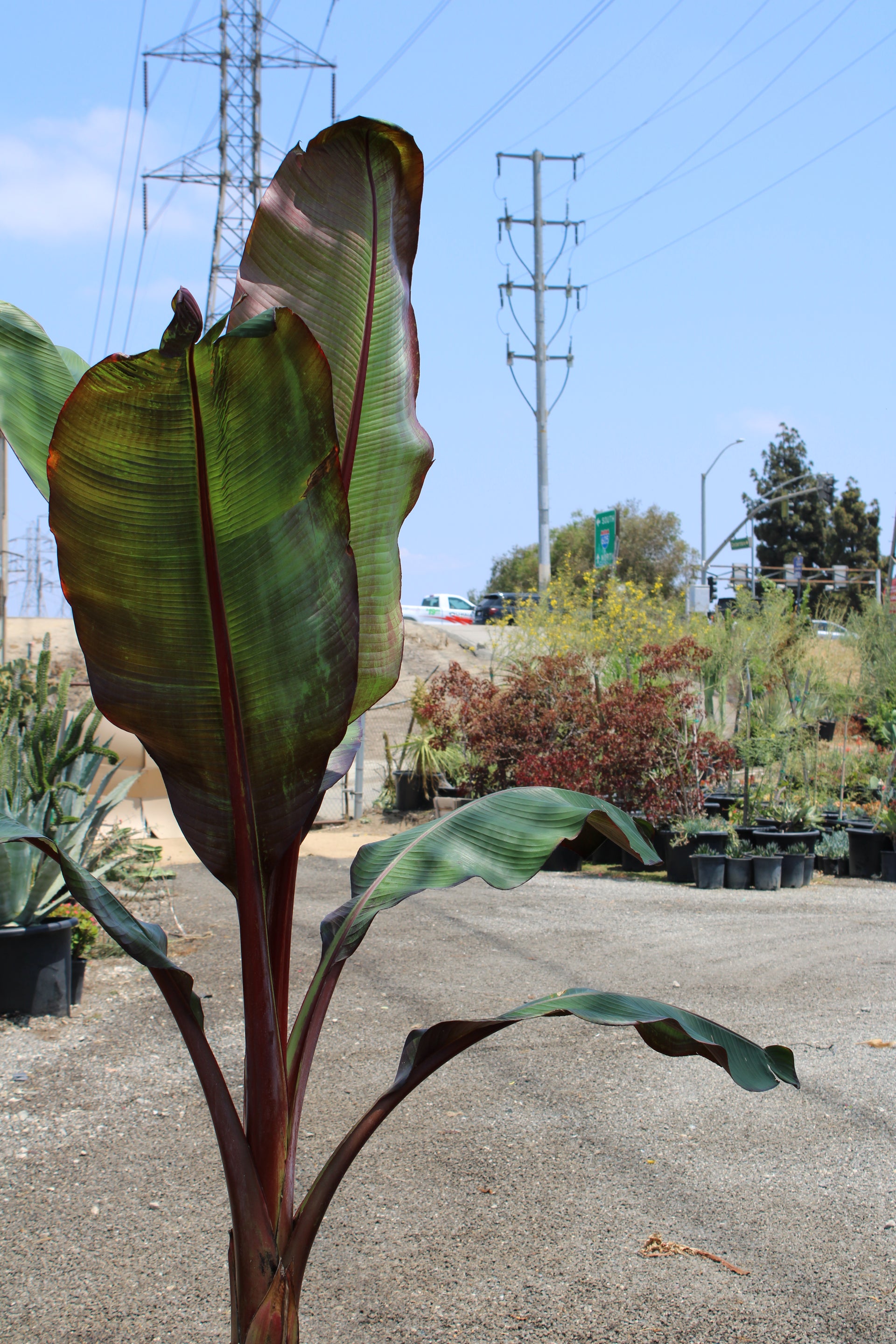 Red Banana Leaf