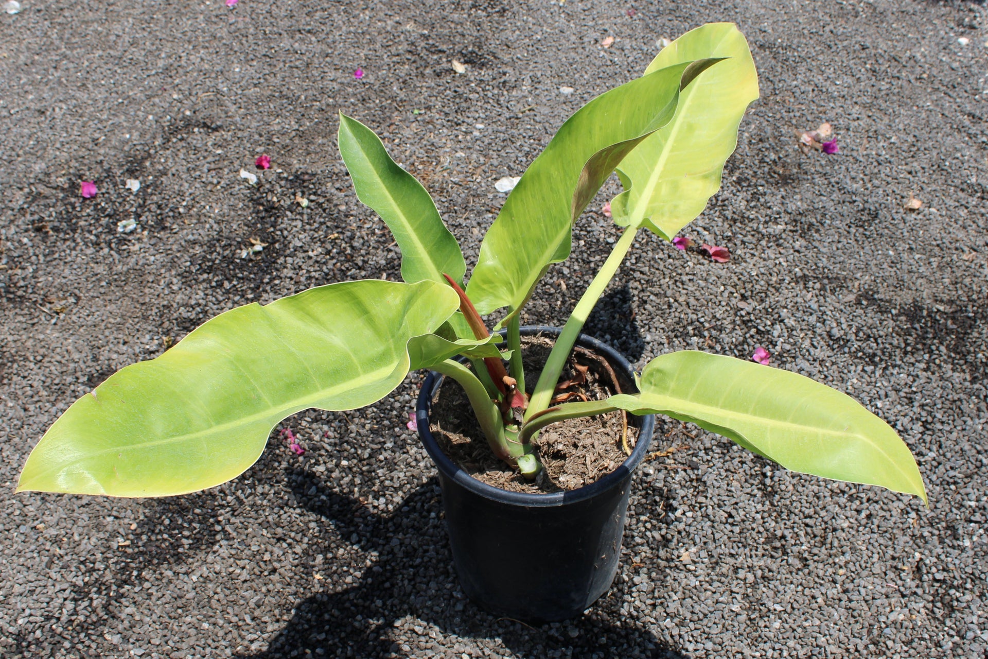 Philodendron Erubescens (Blushing Philodendron)