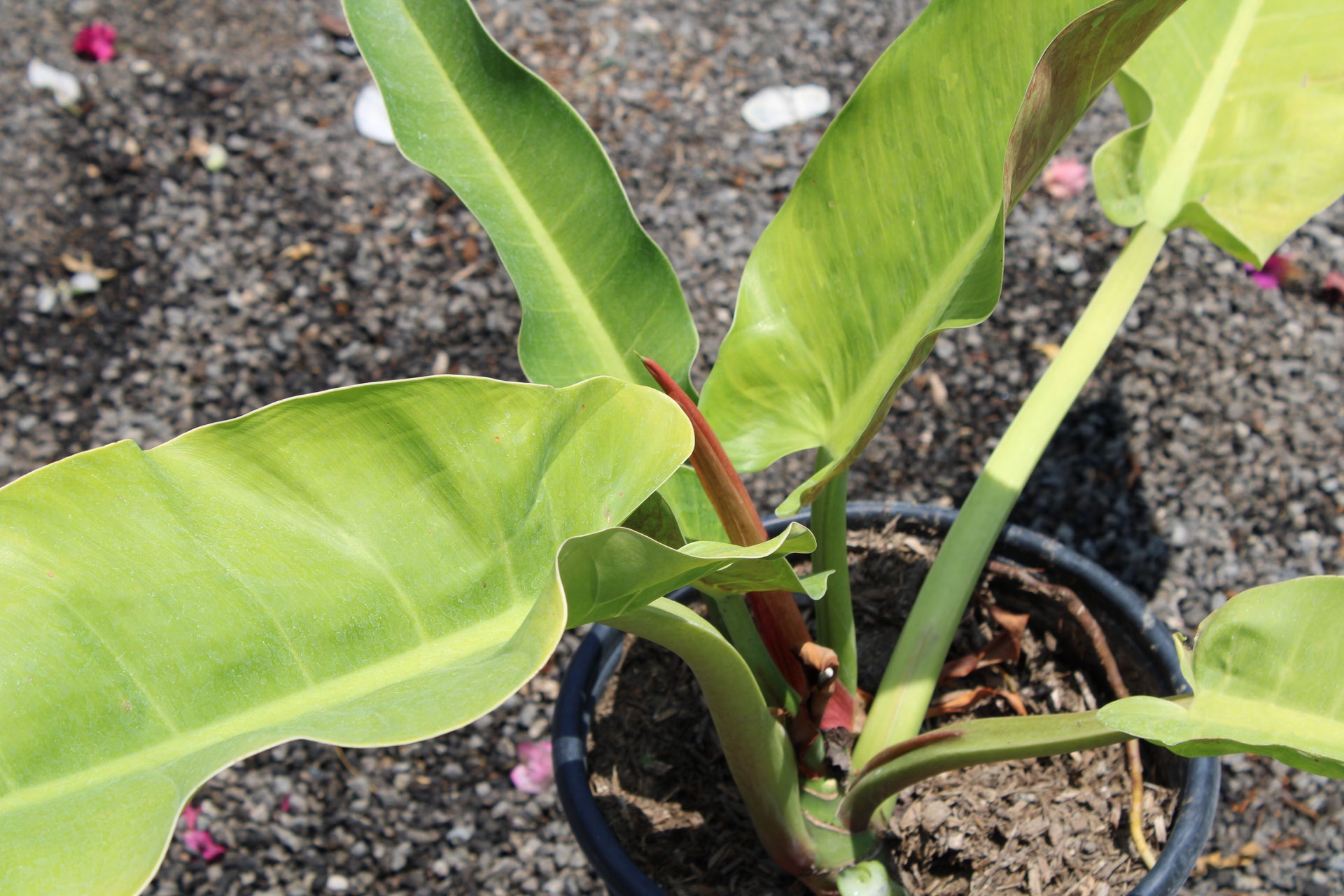 Philodendron Erubescens (Blushing Philodendron)