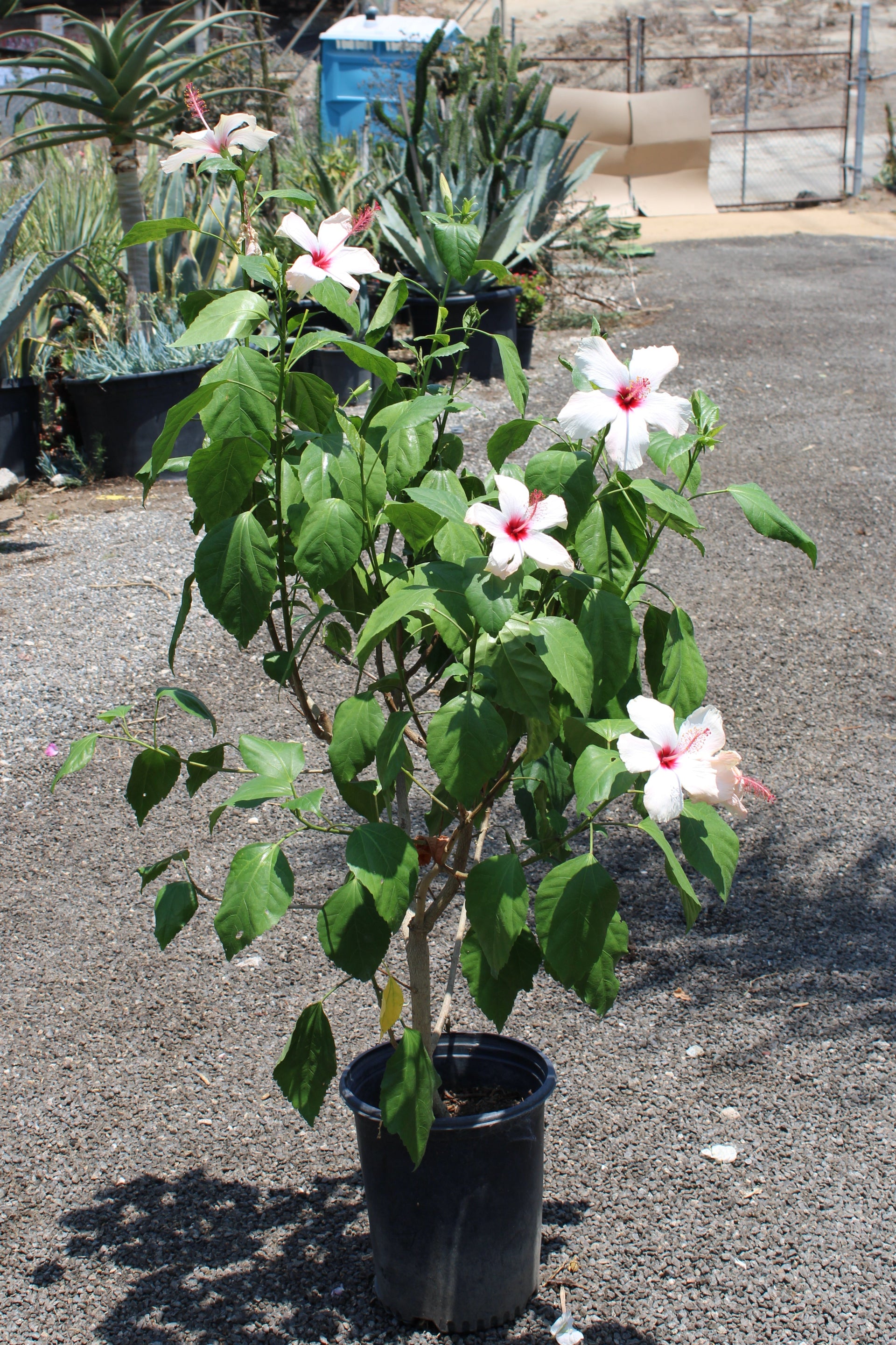 White Hibiscus Shrub
