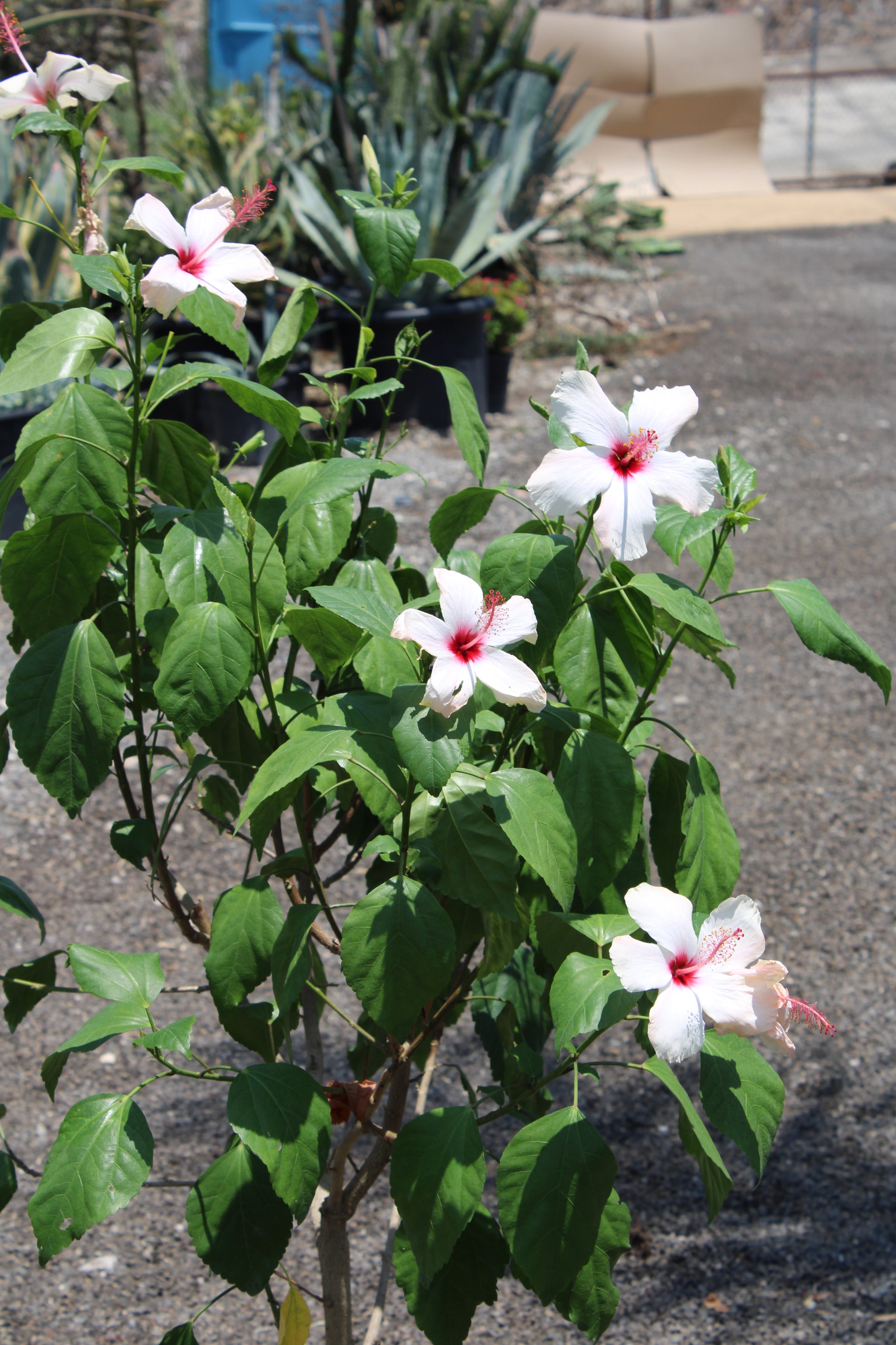 White Hibiscus Shrub