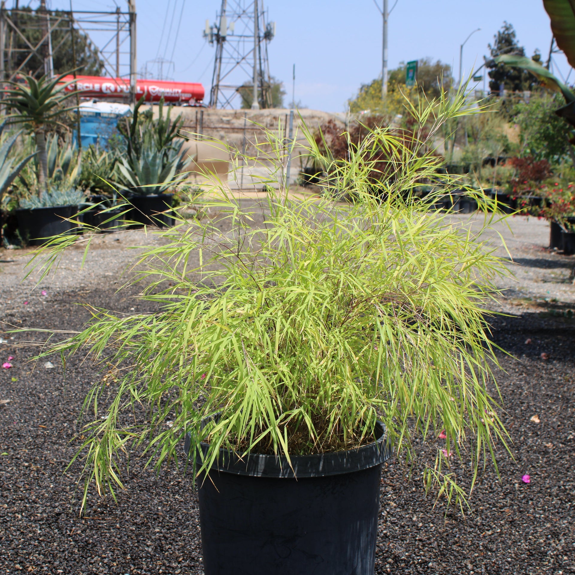 Mexican Weeping Bamboo (Otatea acuminata ‘Aztecorum’)