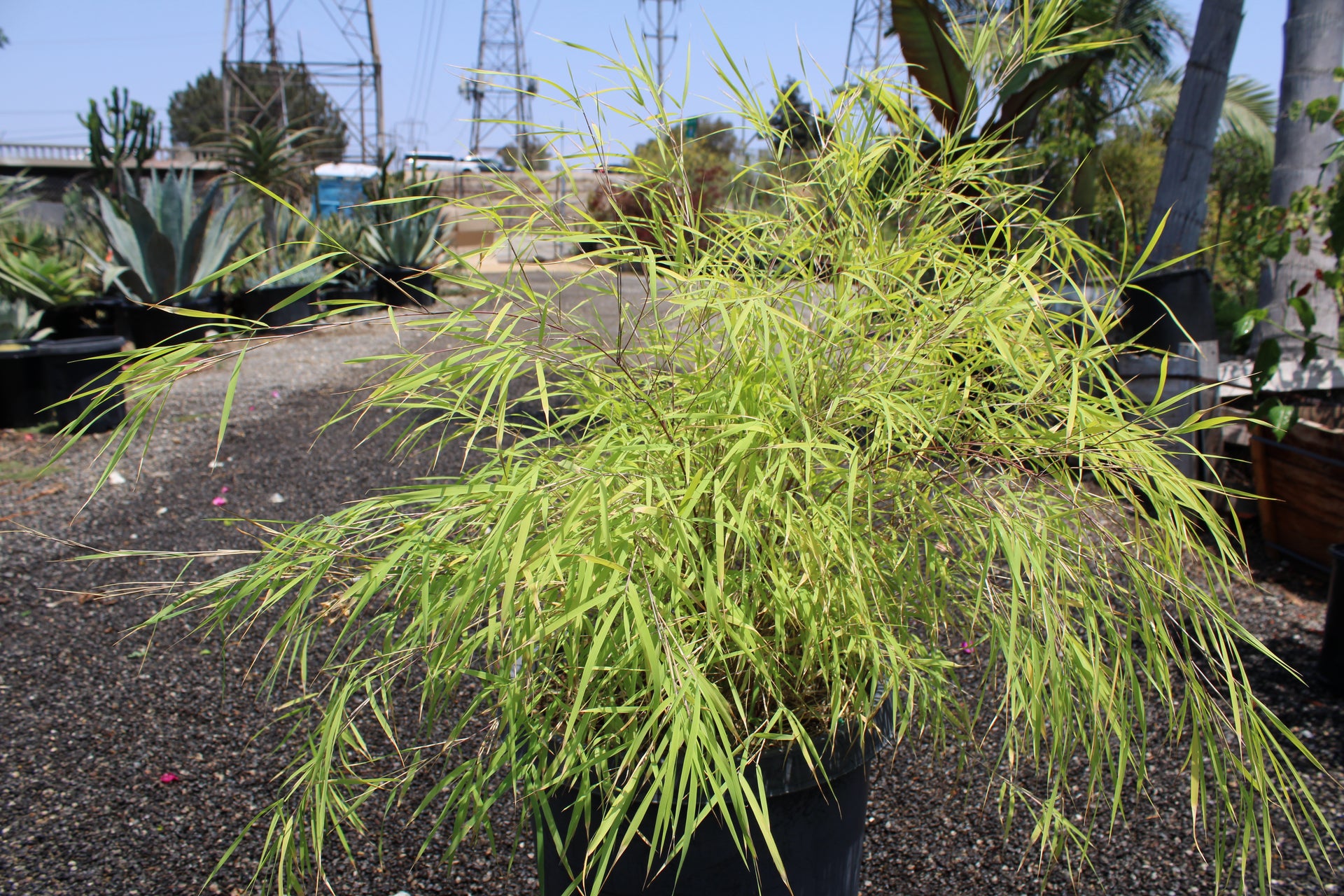Mexican Weeping Bamboo (Otatea acuminata ‘Aztecorum’)