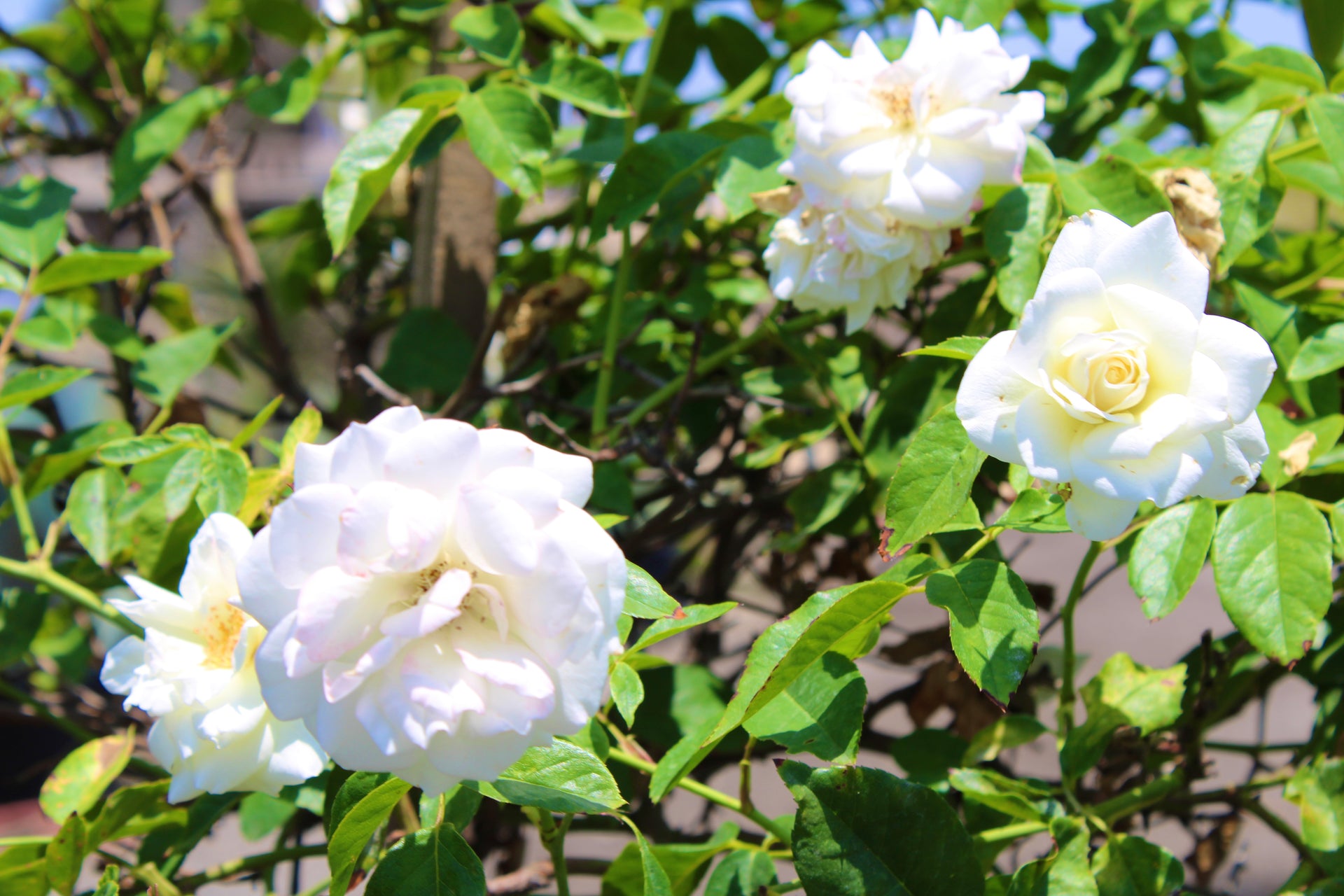 Patio Rose Tree