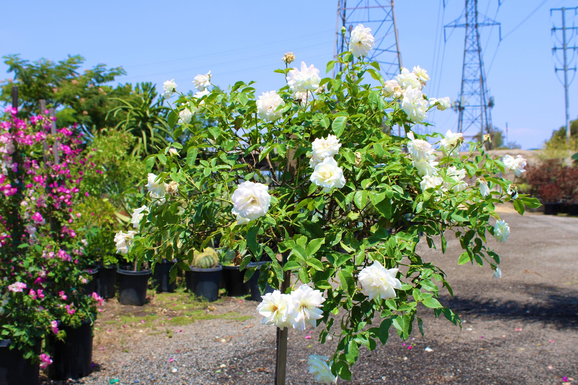 Patio Rose Tree