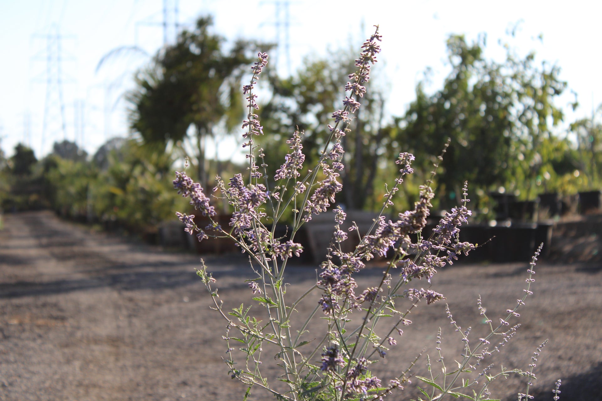 Russian Sage (Perovskia atriplicifolia)