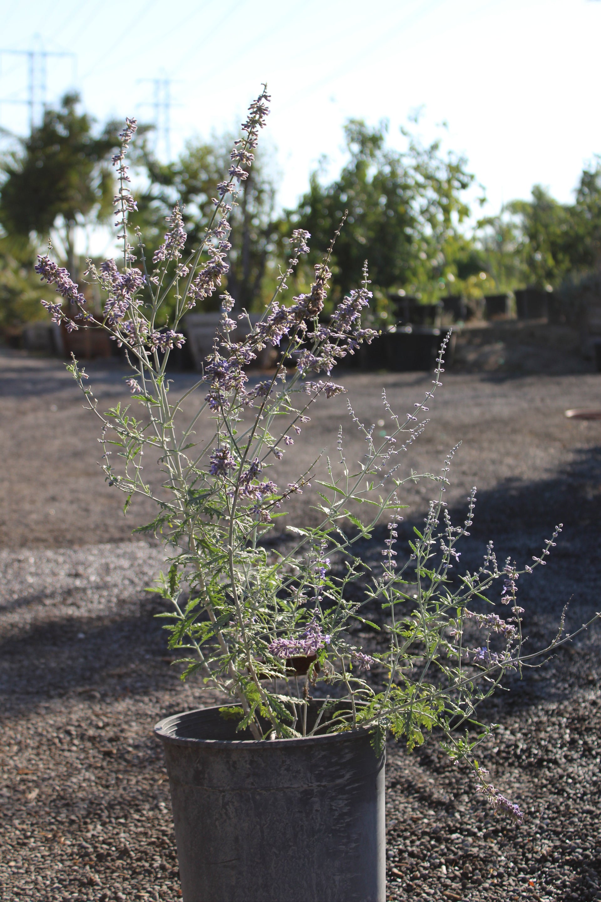 Russian Sage (Perovskia atriplicifolia)