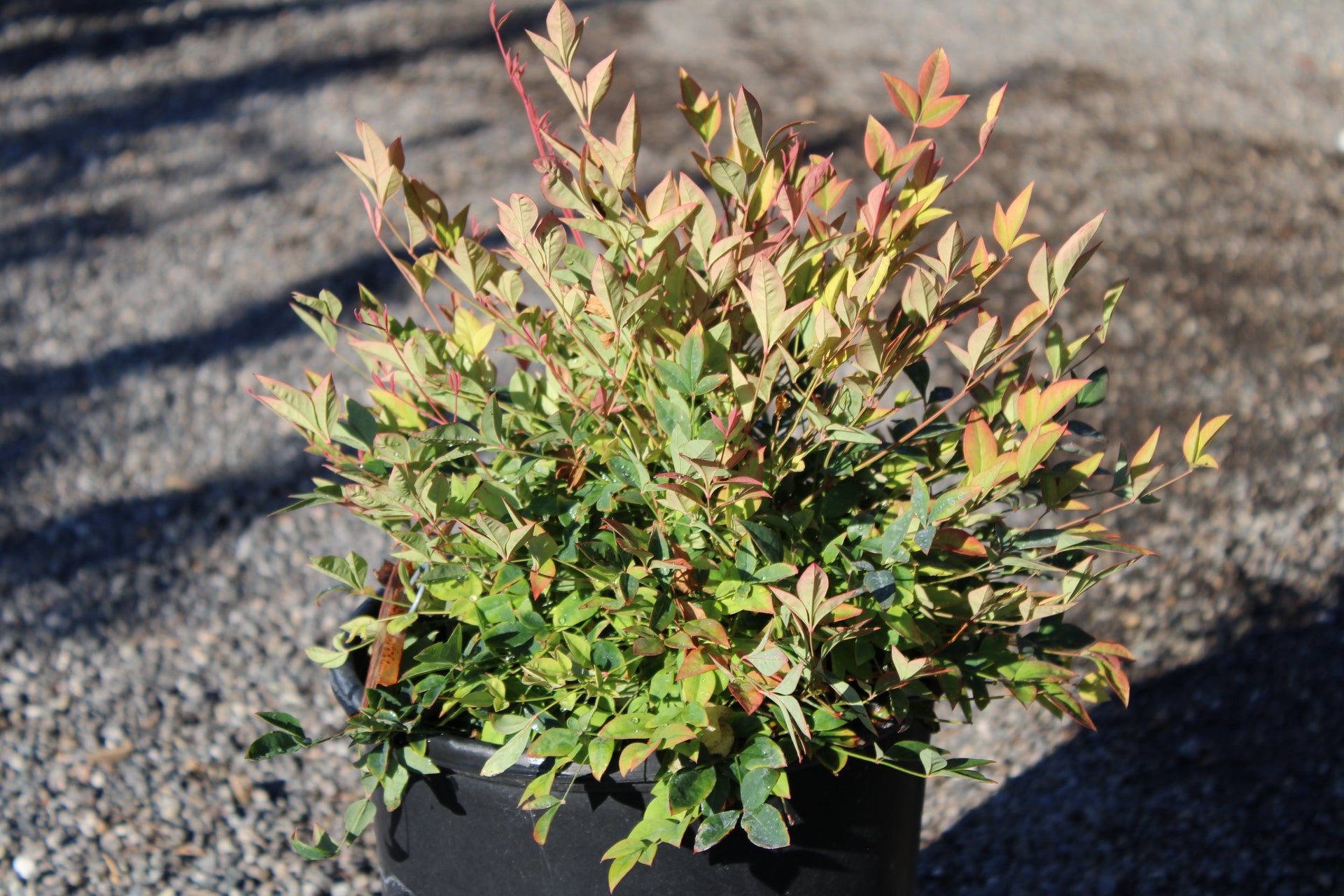 Heavenly Bamboo (Nandina domestica)