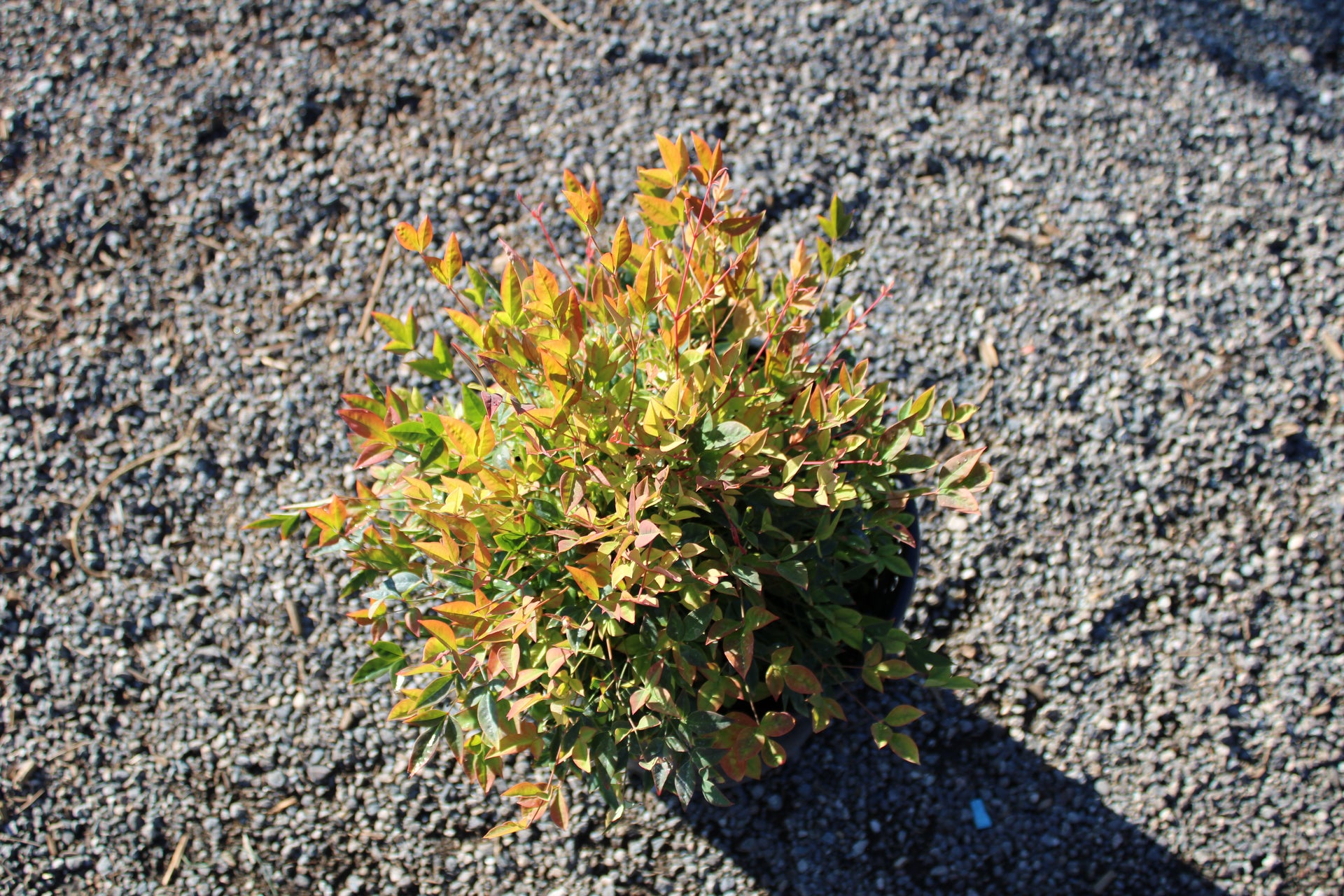 Heavenly Bamboo (Nandina domestica)