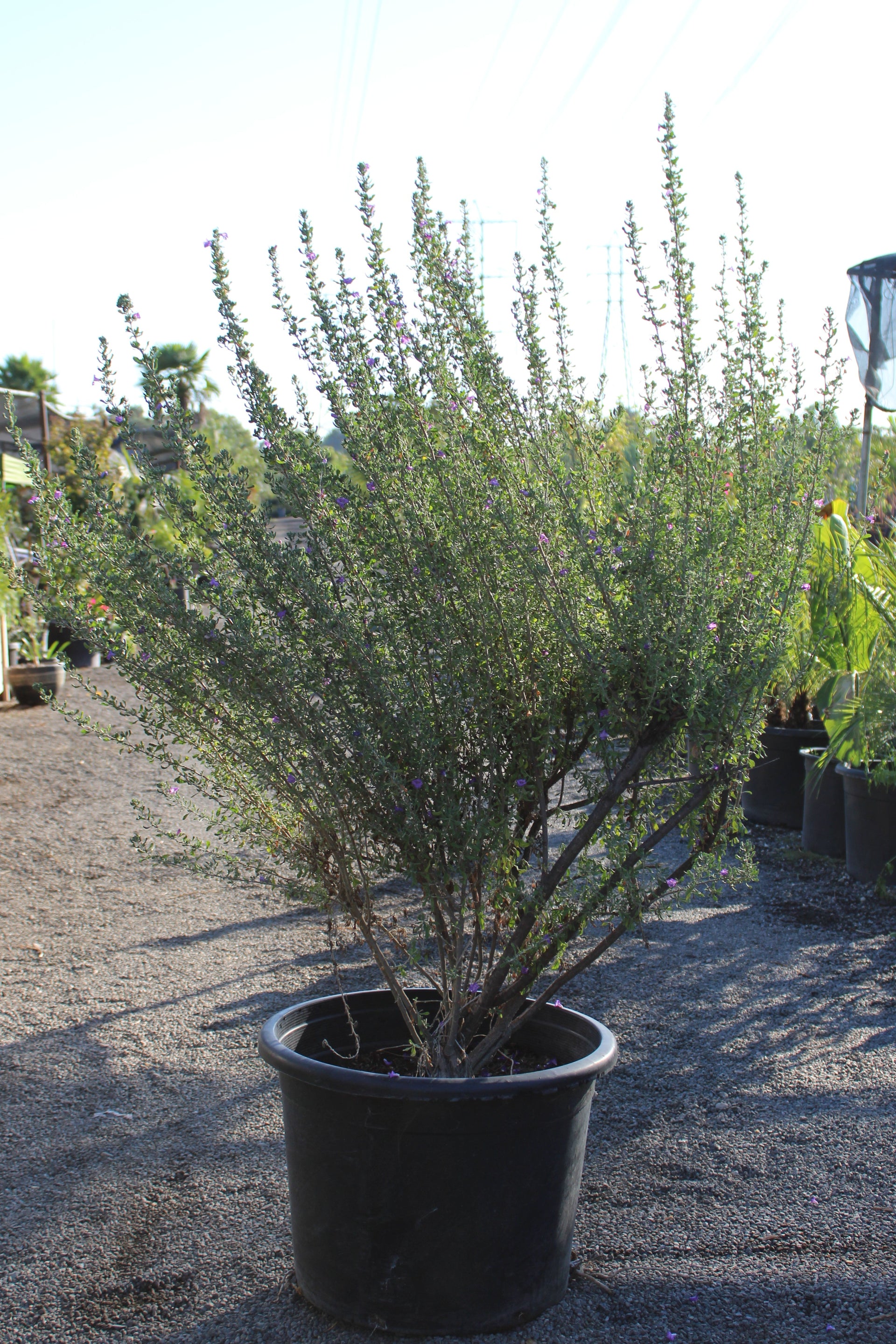 Texas Sage Tree