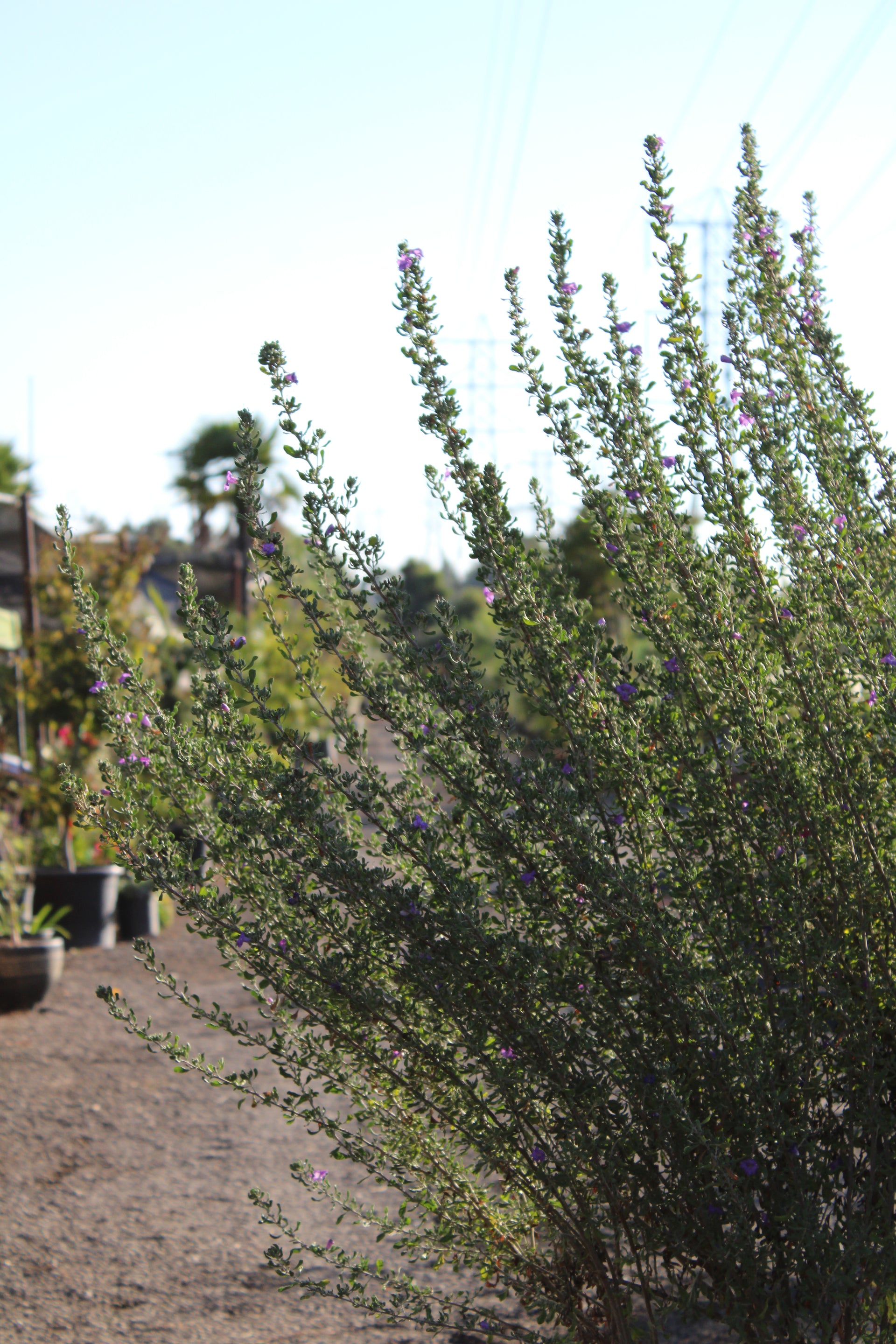Texas Sage Tree