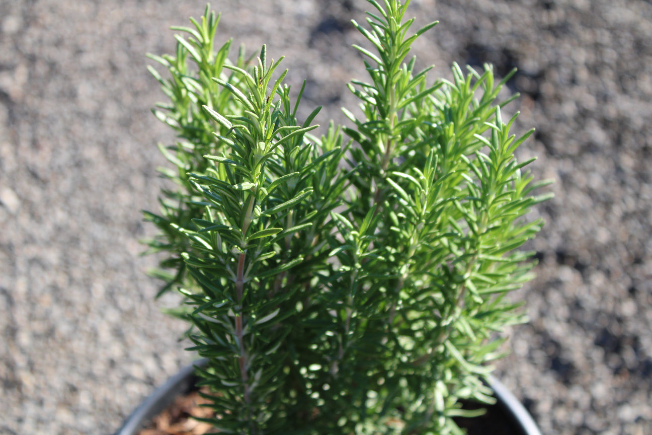 Rosemary