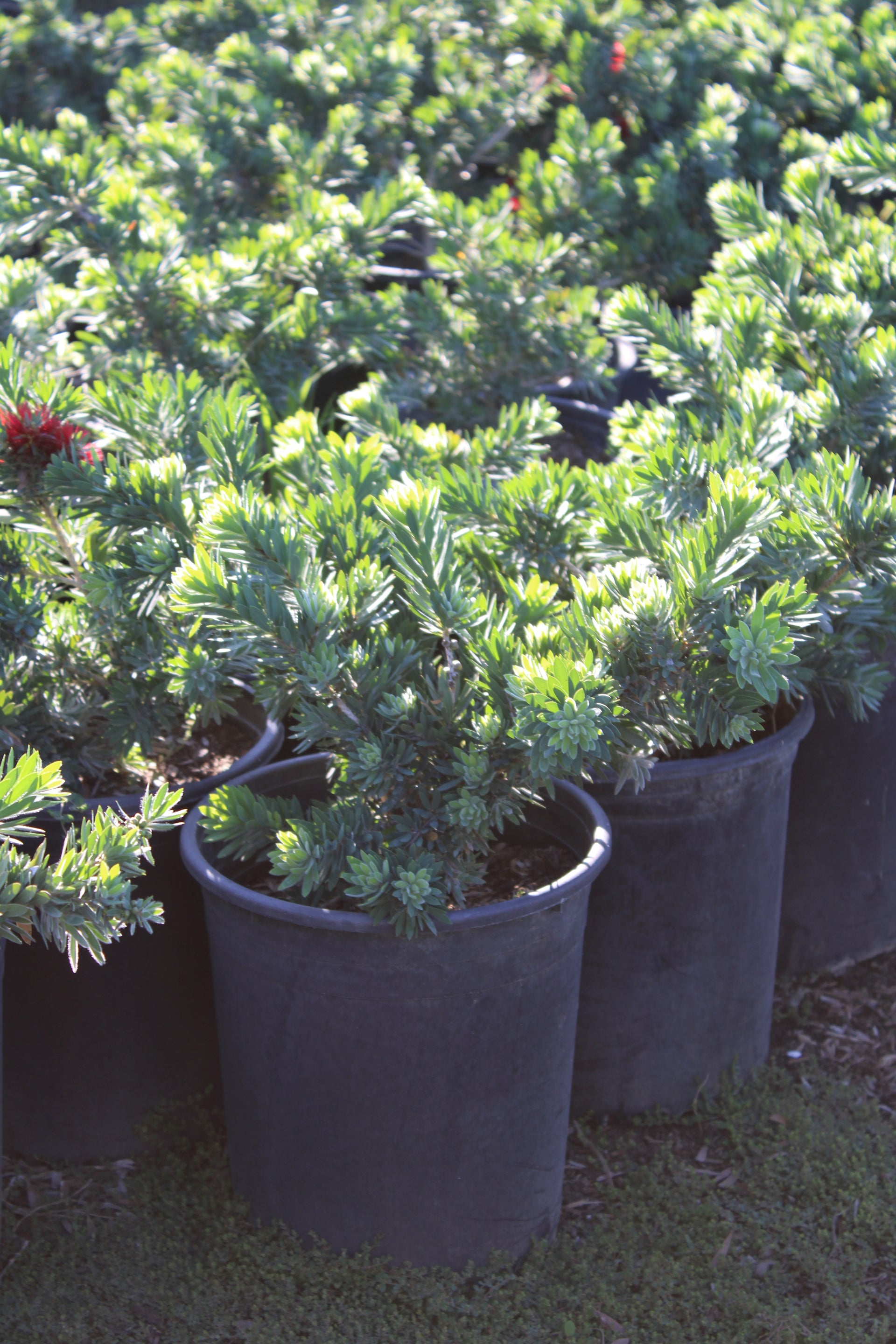 Red Bottlebrush (Callistemon citrinus)