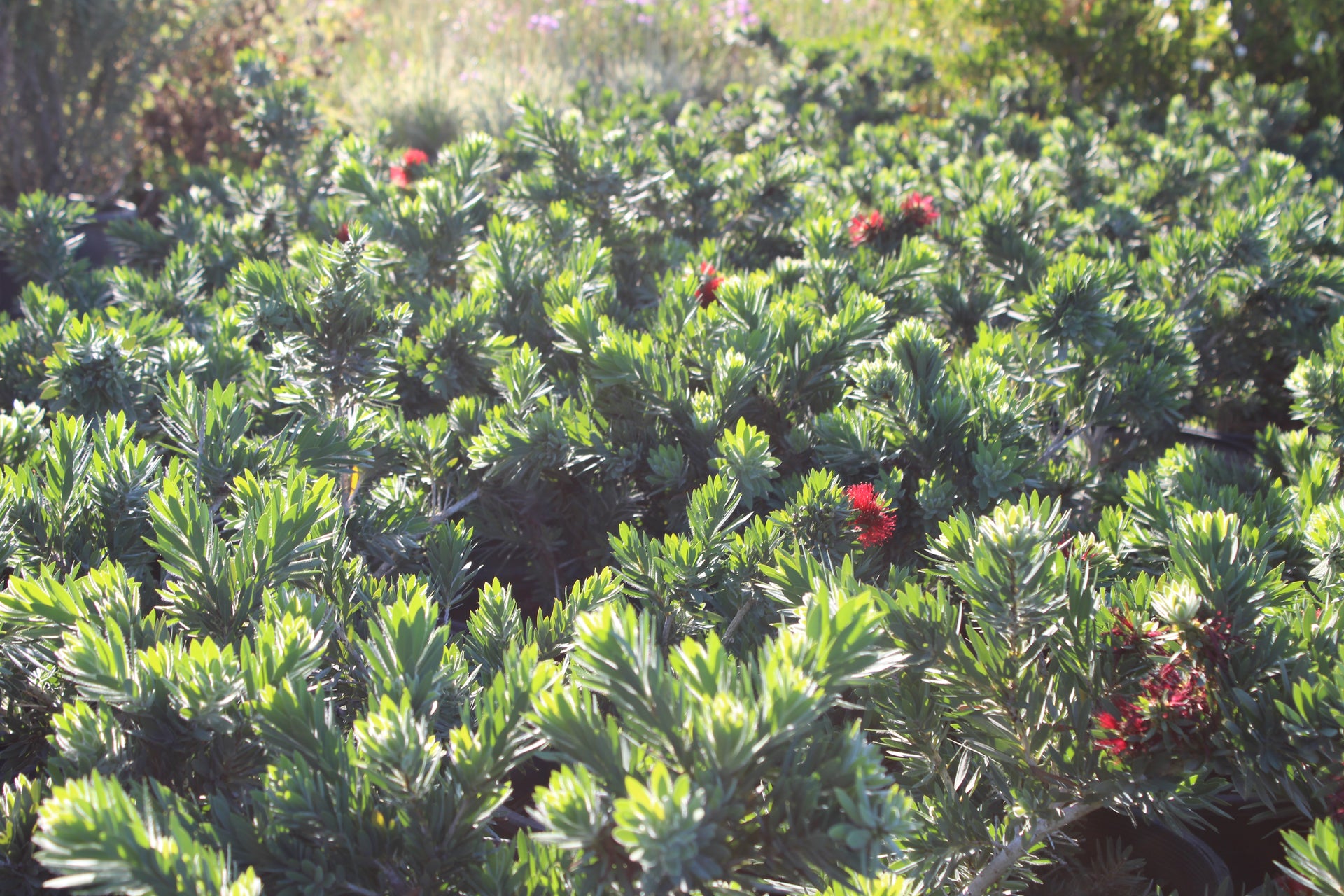 Red Bottlebrush (Callistemon citrinus)