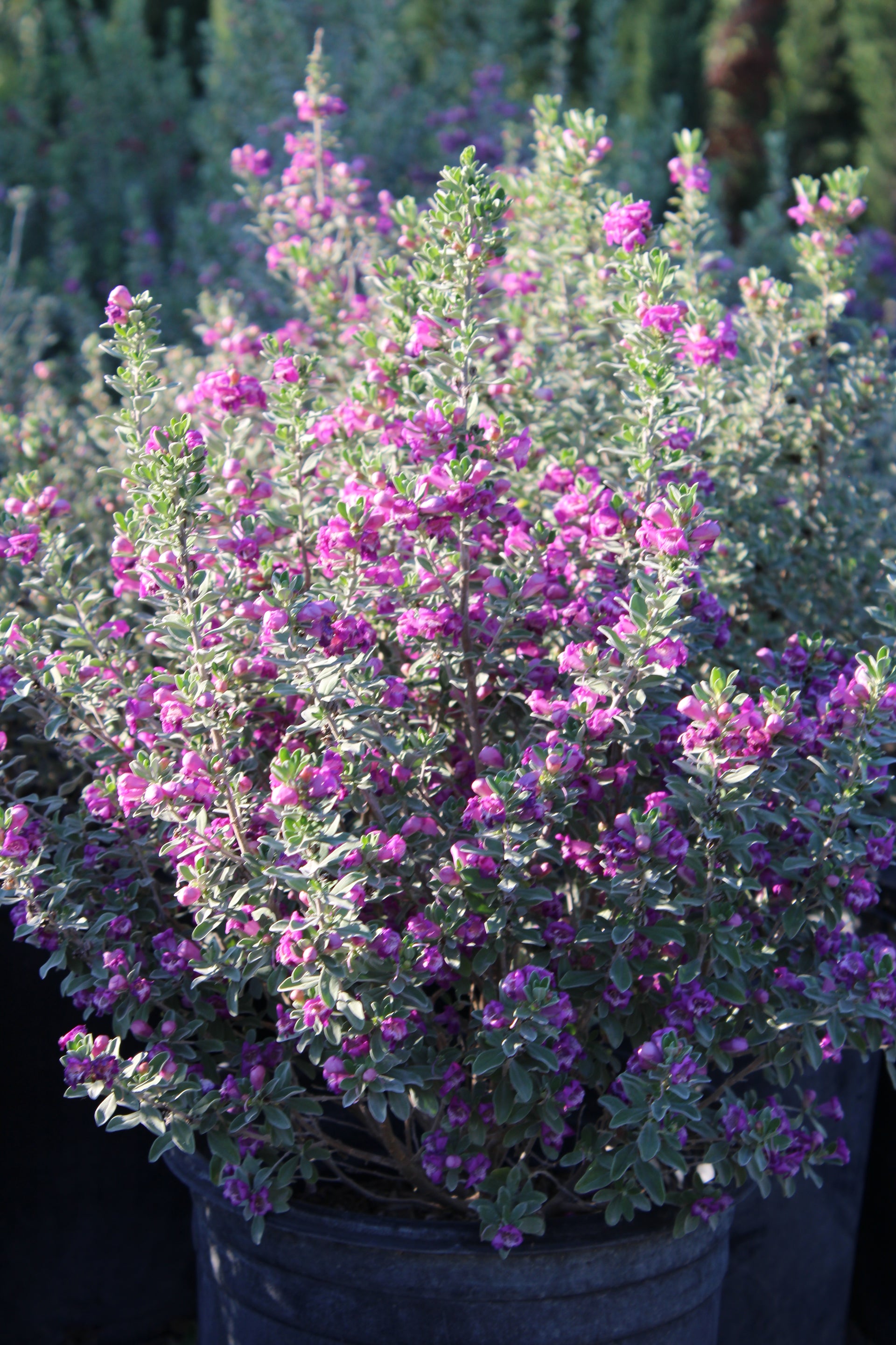 Texas Sage (Leucophyllum frutescens)