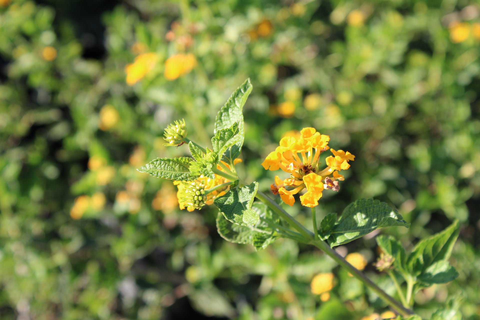Yellow Lantana