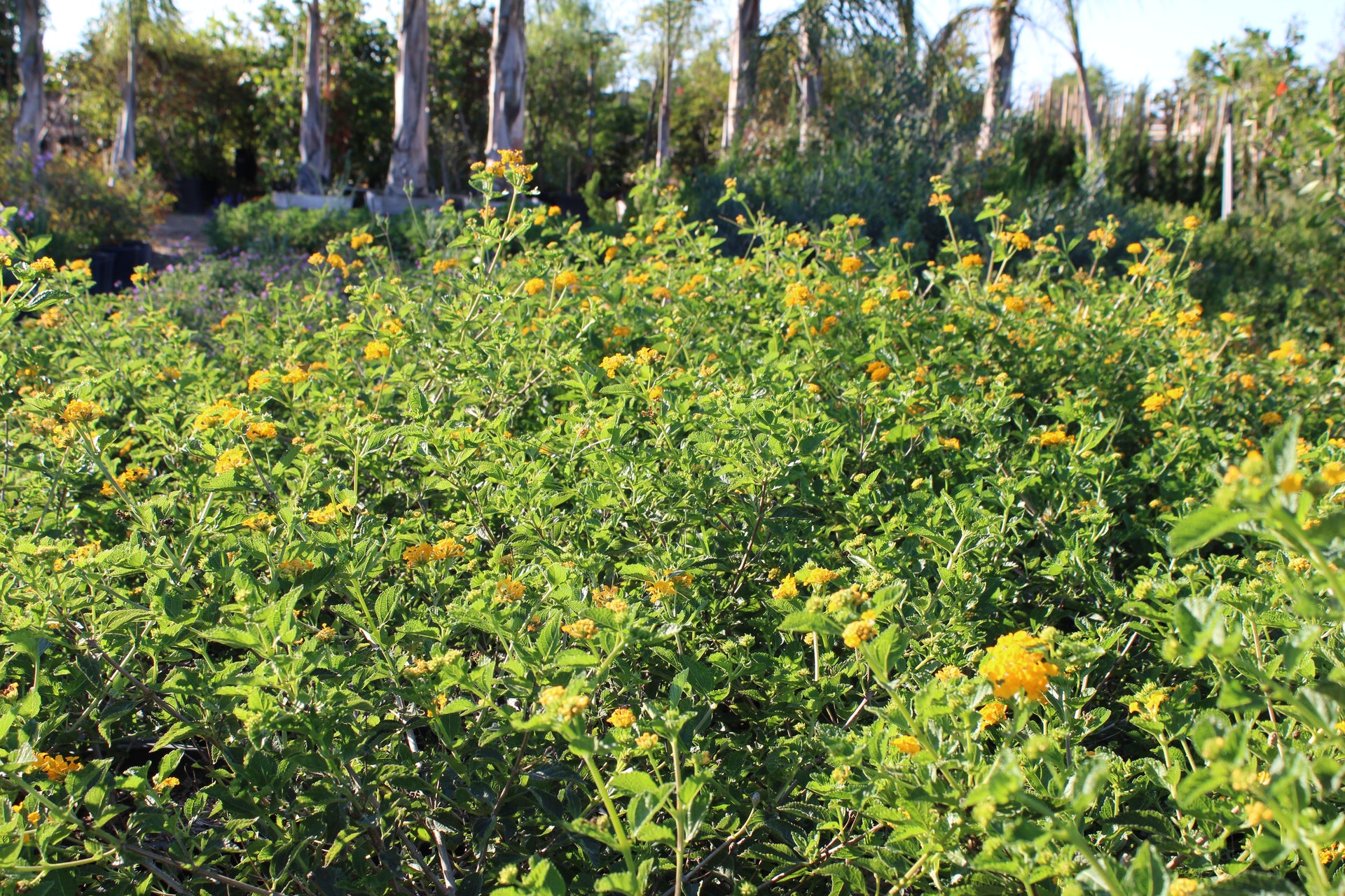 Yellow Lantana