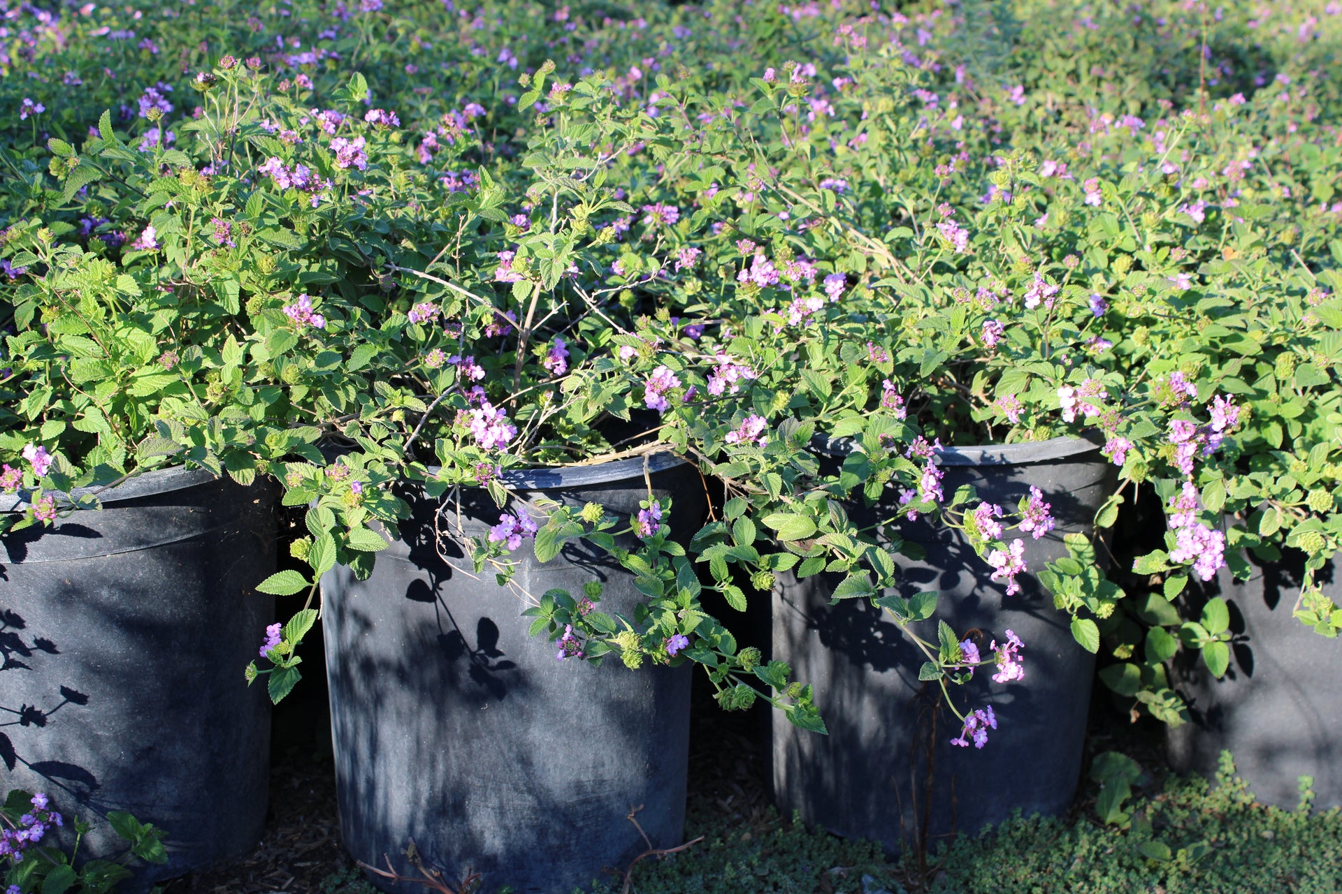 Purple Lantana