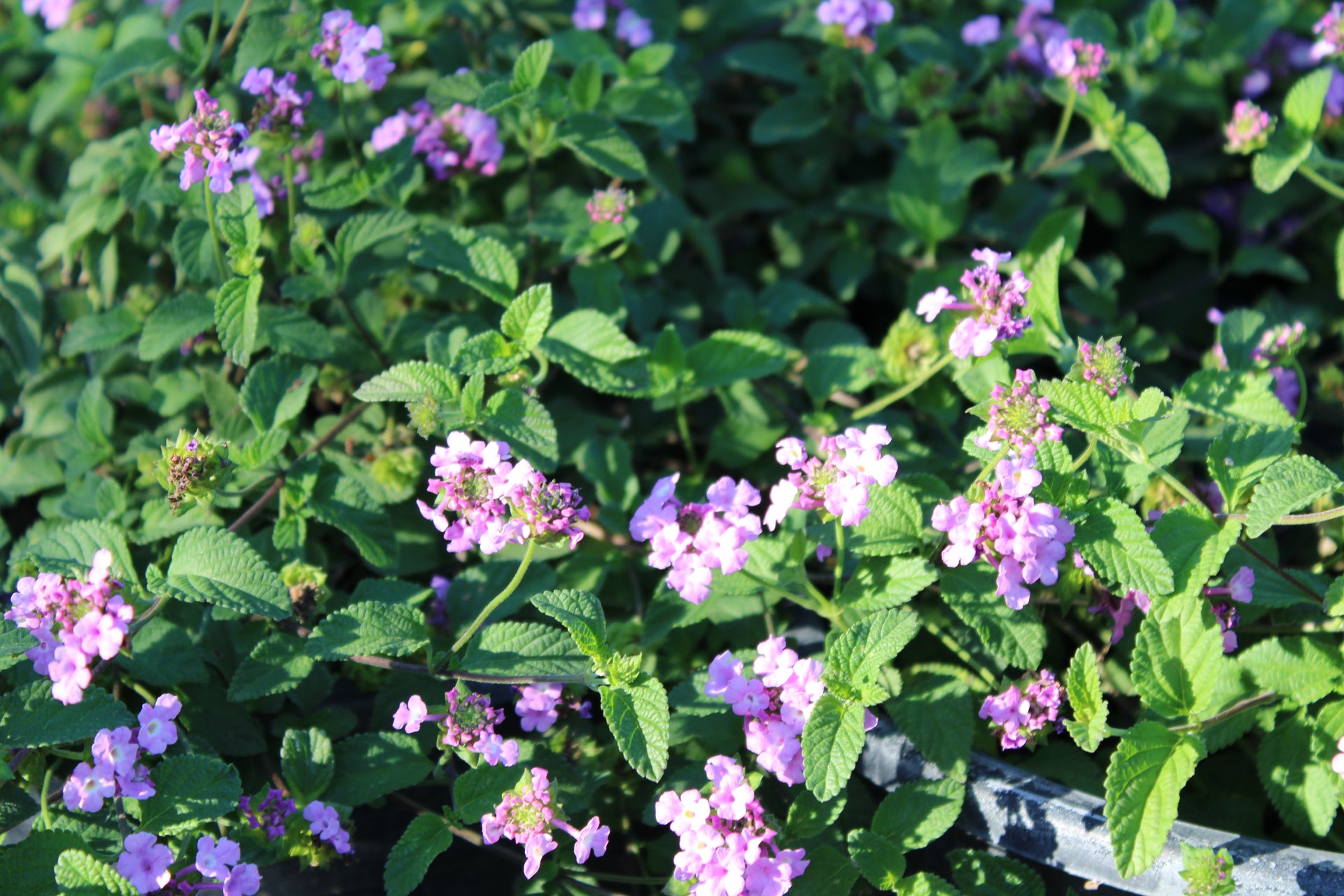 Purple Lantana
