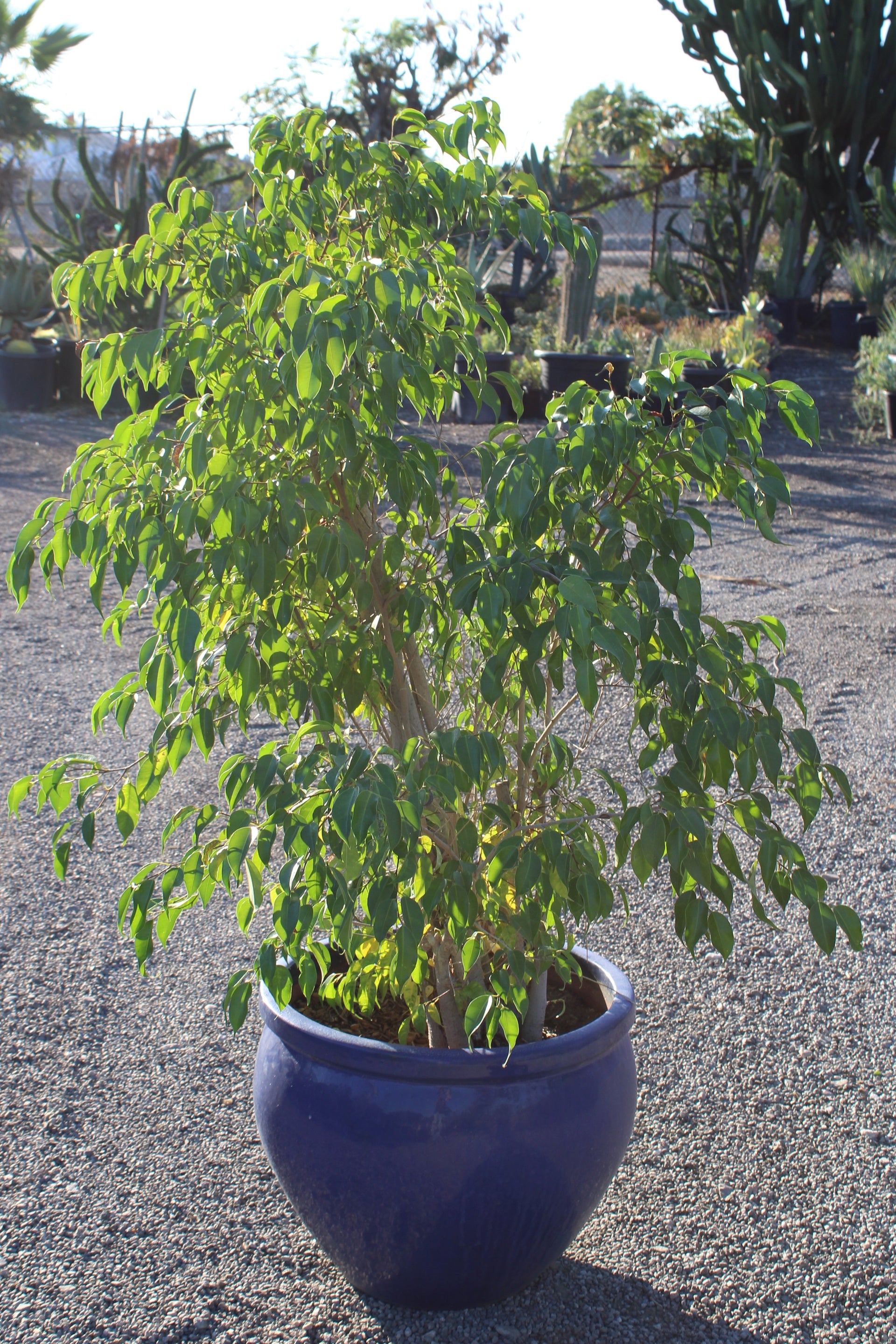 Ficus Benjamina Tree in Blue Pot