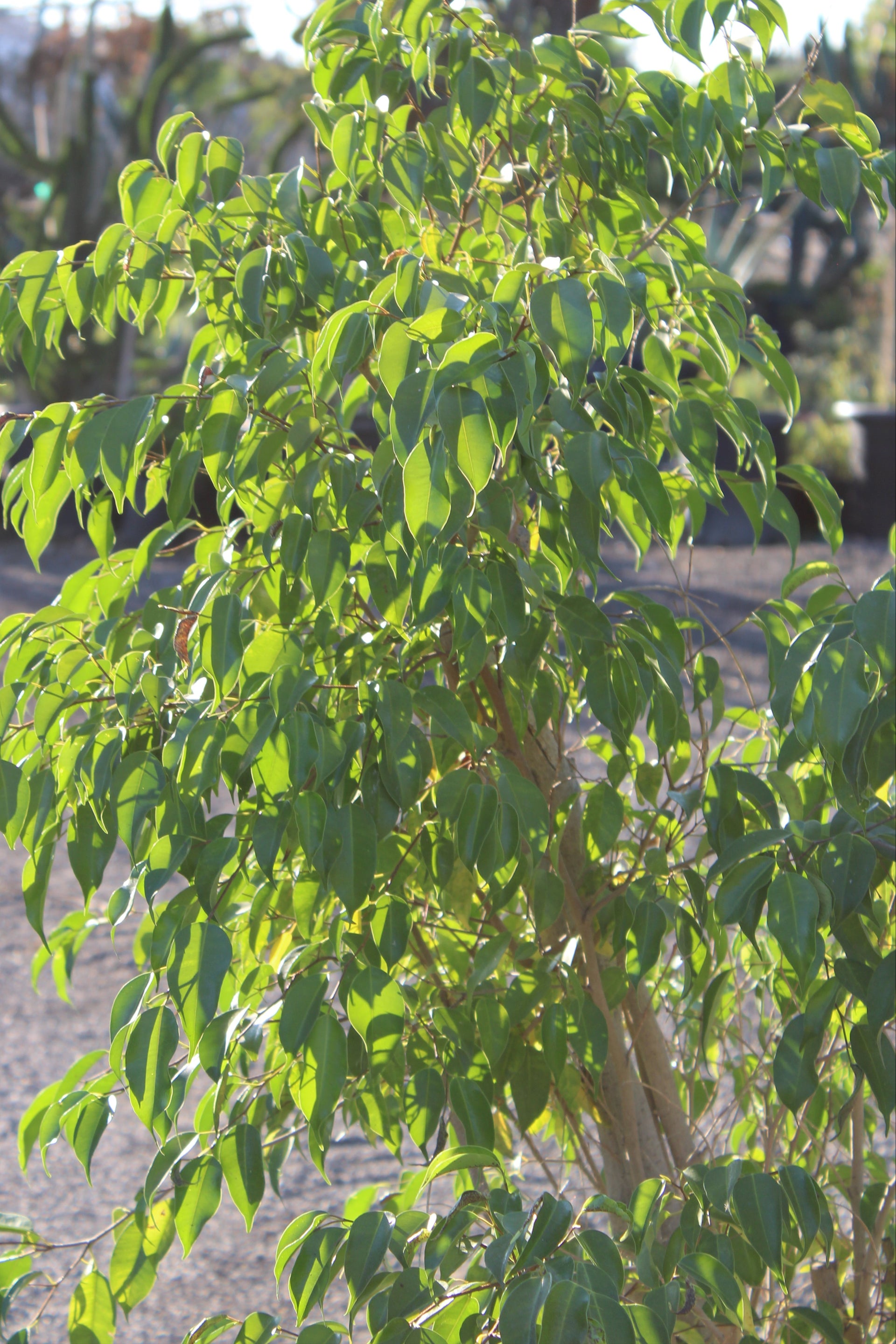Ficus Benjamina Tree in Blue Pot