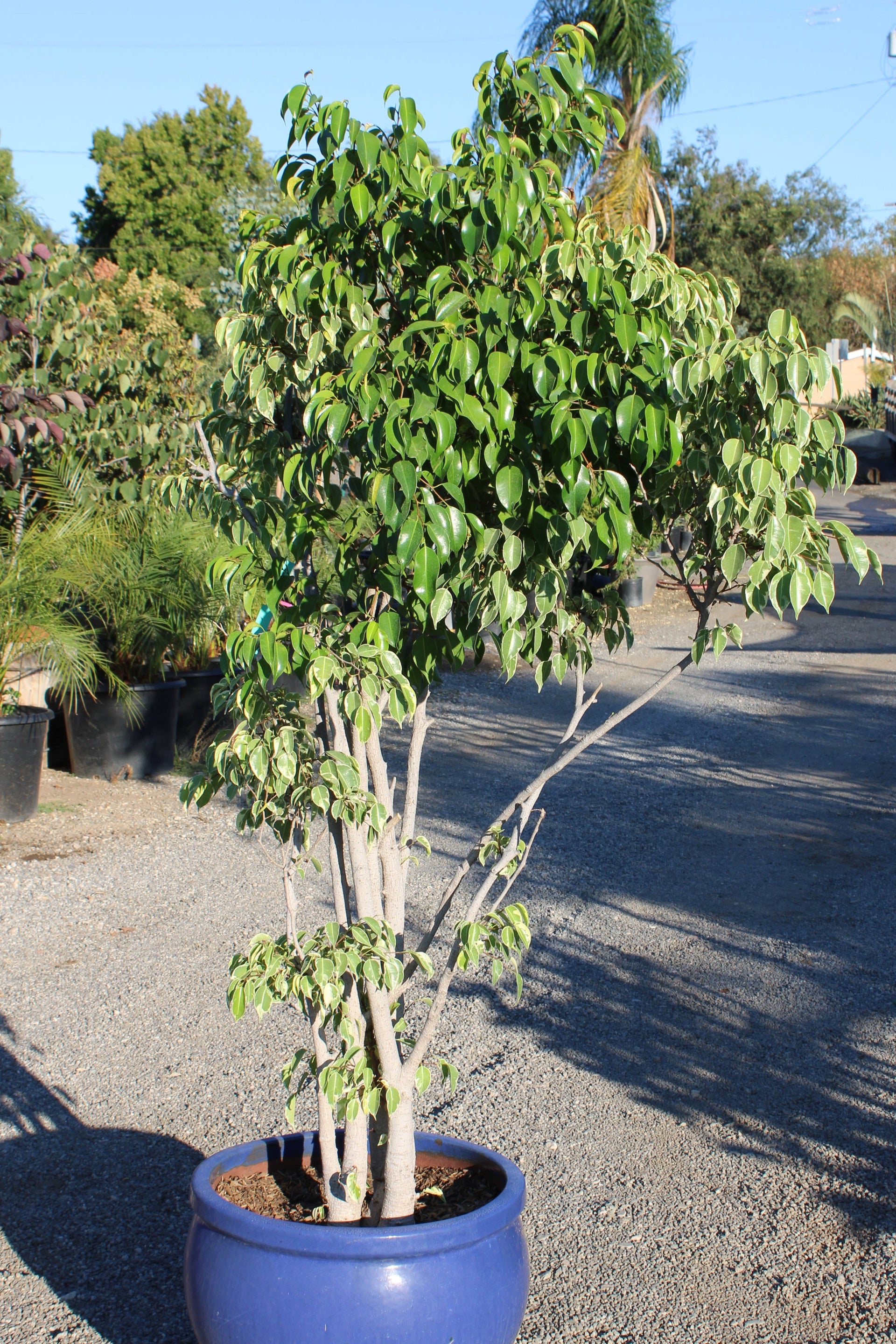 Variegated Ficus Benjamina Tree in Round Blue Pot