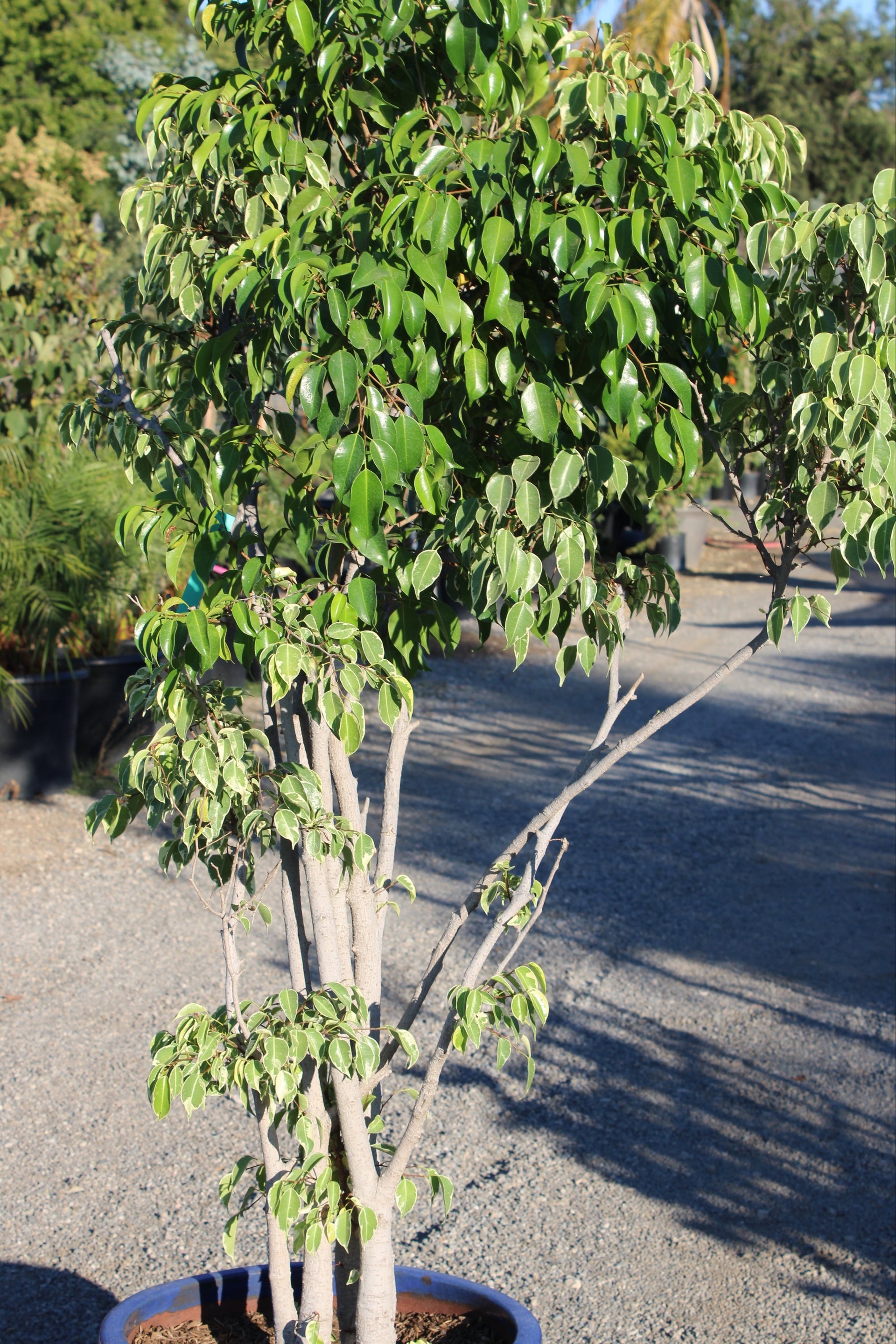 Variegated Ficus Benjamina Tree in Round Blue Pot