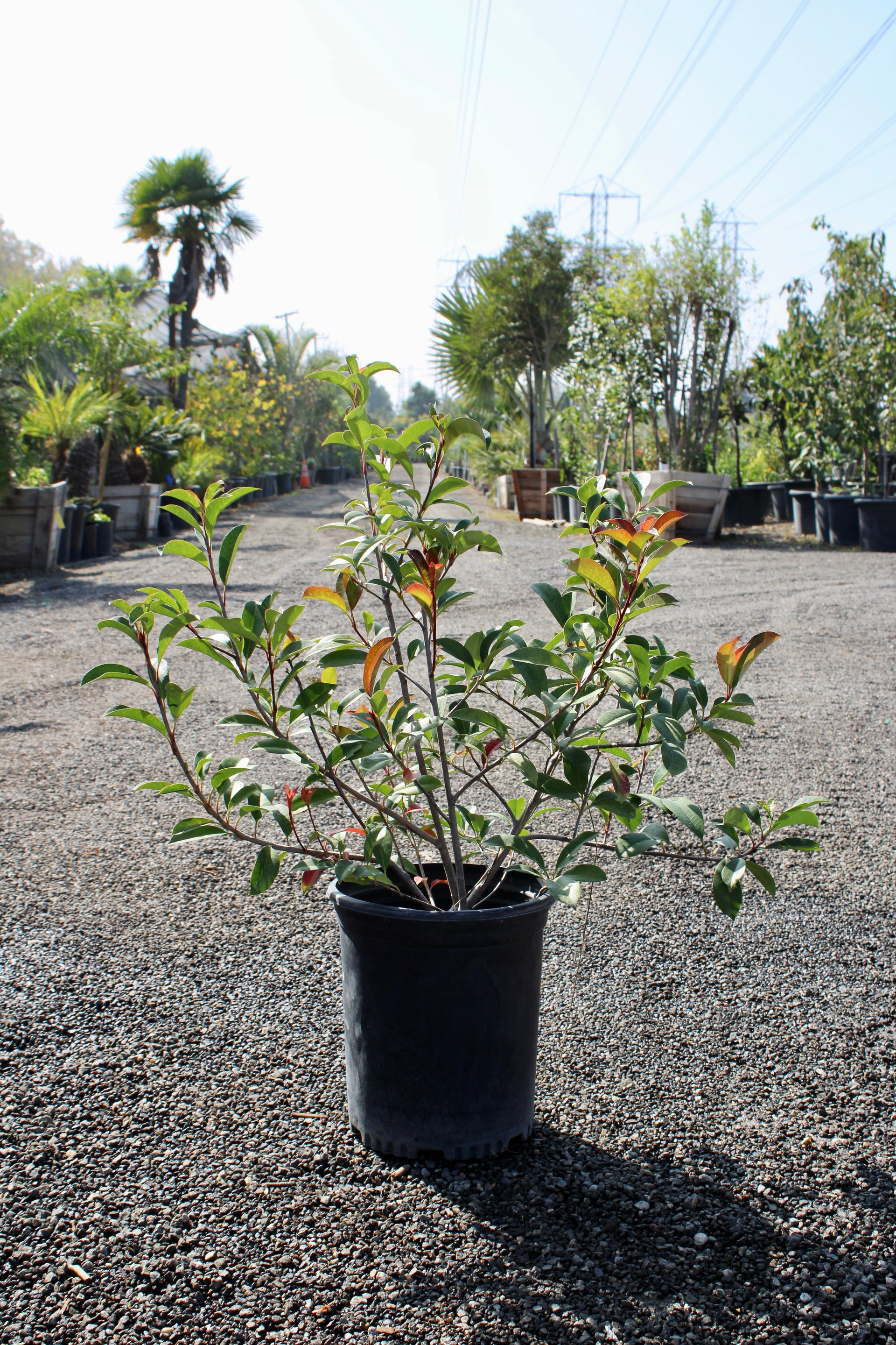 Red Tip Photinia (Photinia × fraseri)
