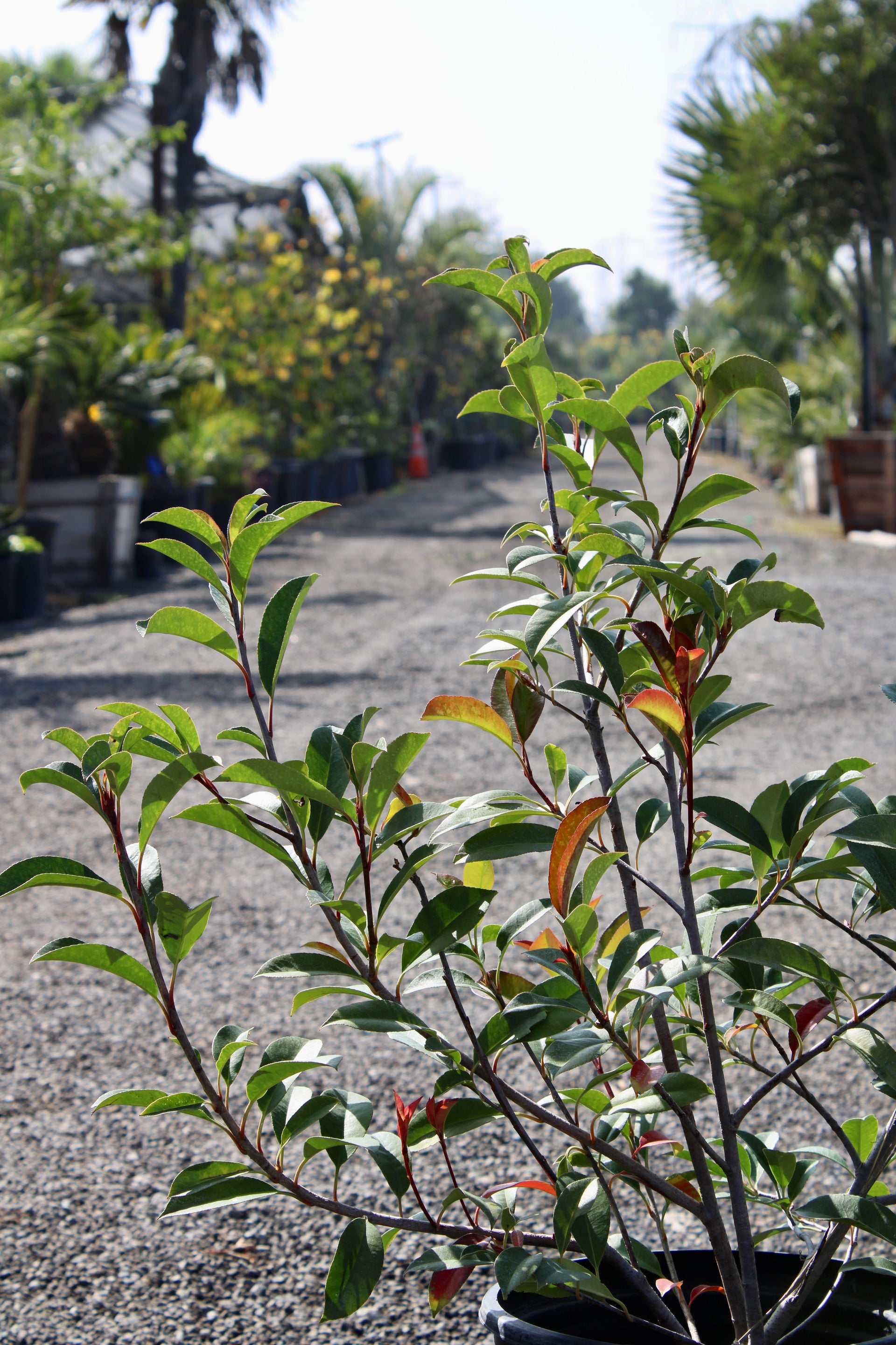 Red Tip Photinia (Photinia × fraseri)