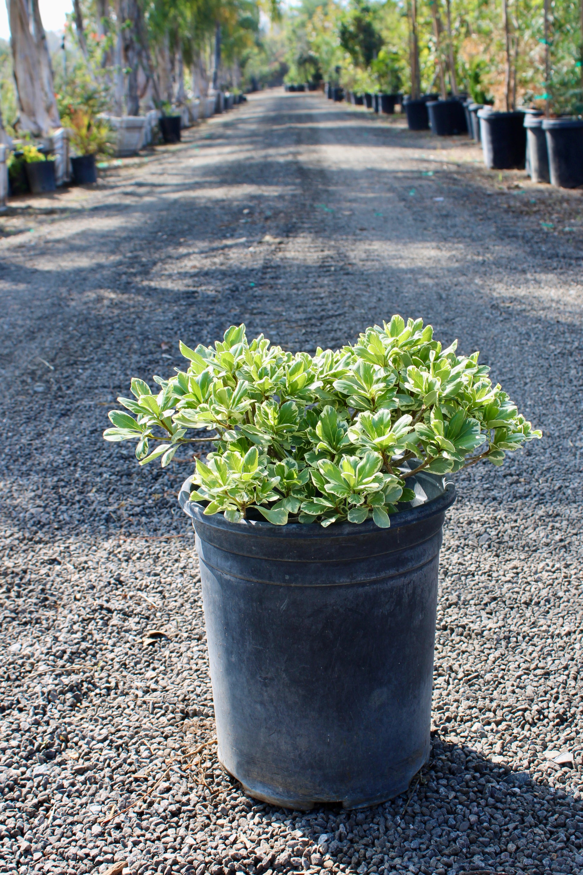 Variegated Tobira (Pittosporum tobira ‘Variegata’)