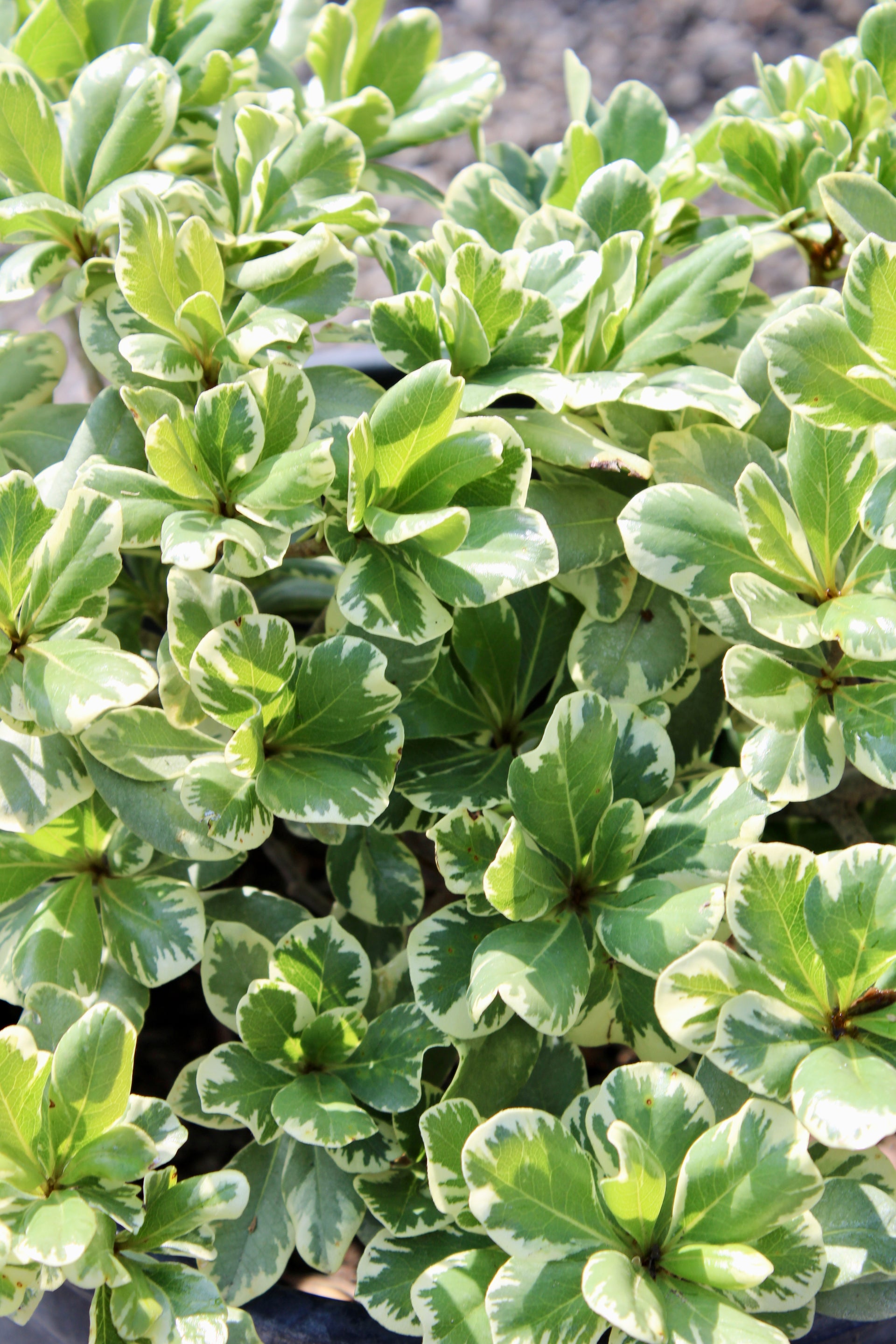 Variegated Tobira (Pittosporum tobira ‘Variegata’)