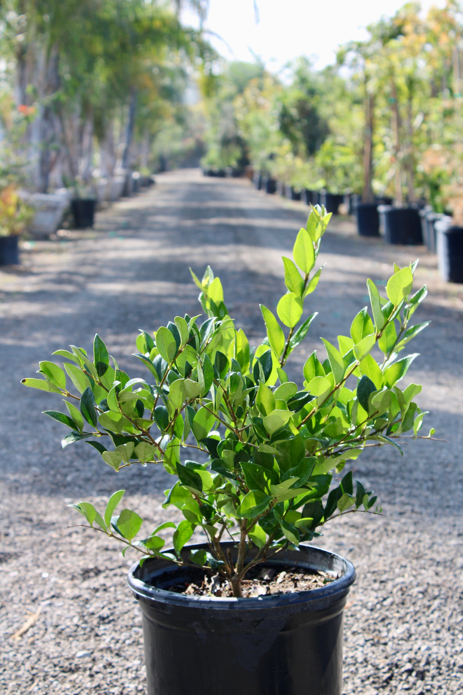 Japanese Privet (Ligustrum japonicum)