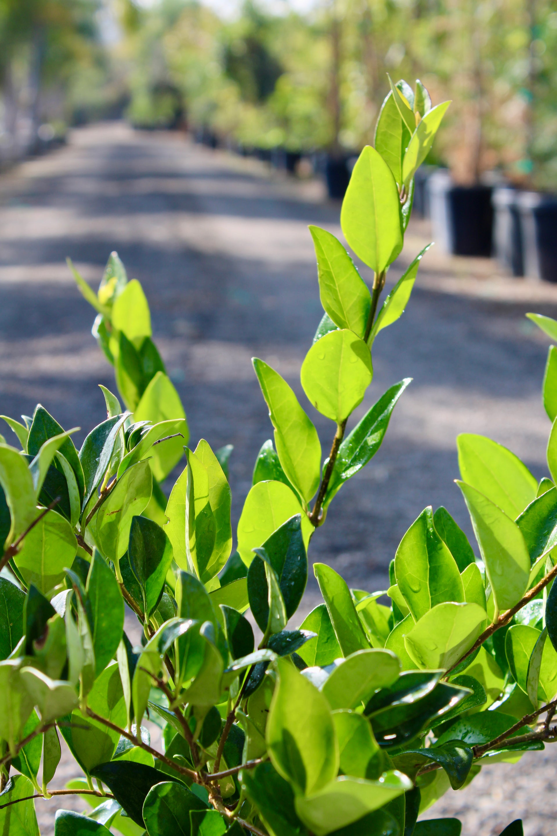 Japanese Privet (Ligustrum japonicum)