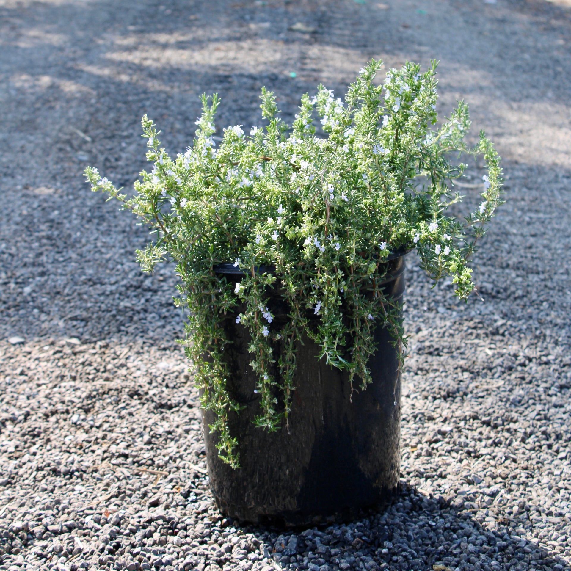 Creeping Rosemary (Rosmarinus officinalis 'Prostratus')