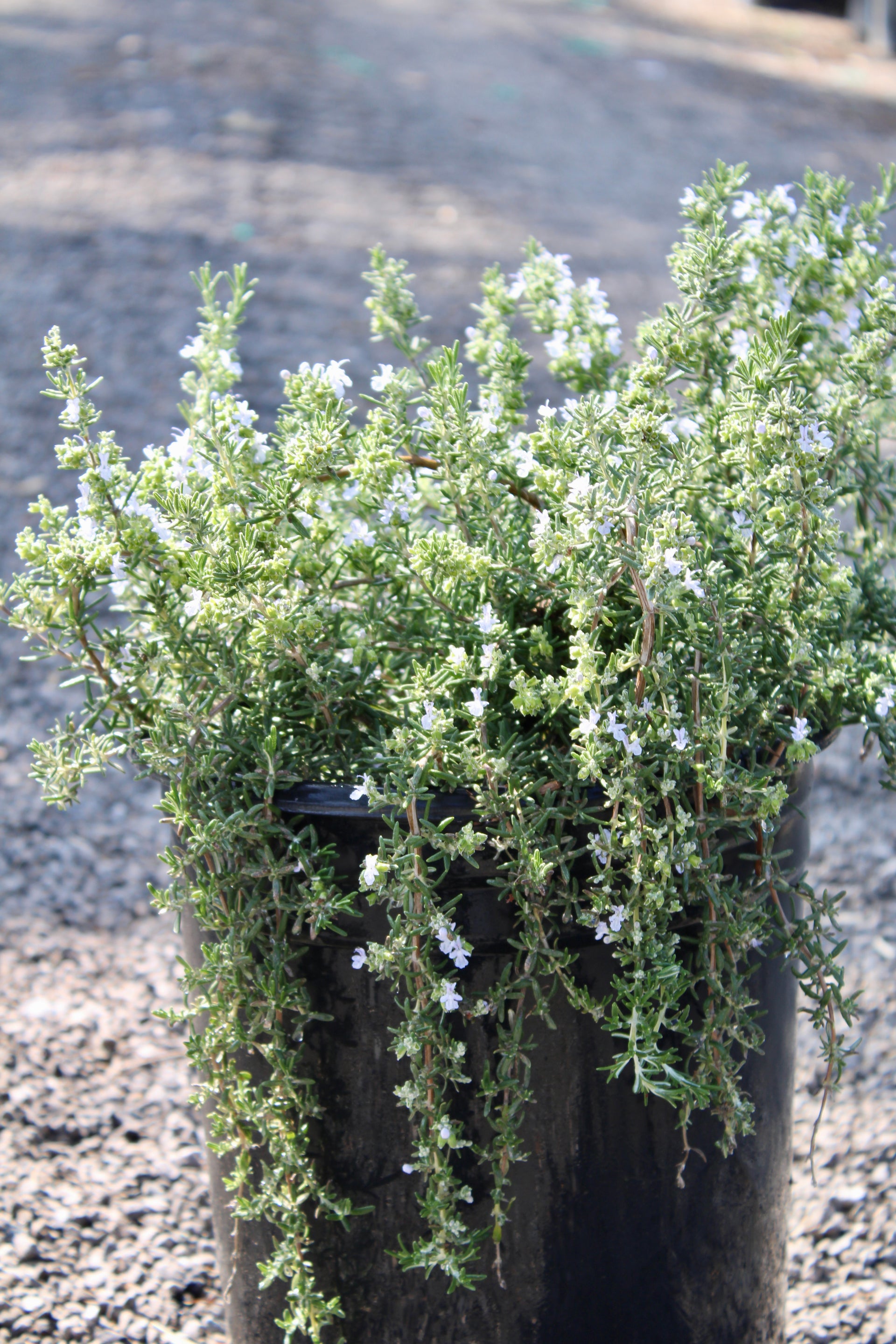 Creeping Rosemary (Rosmarinus officinalis 'Prostratus')