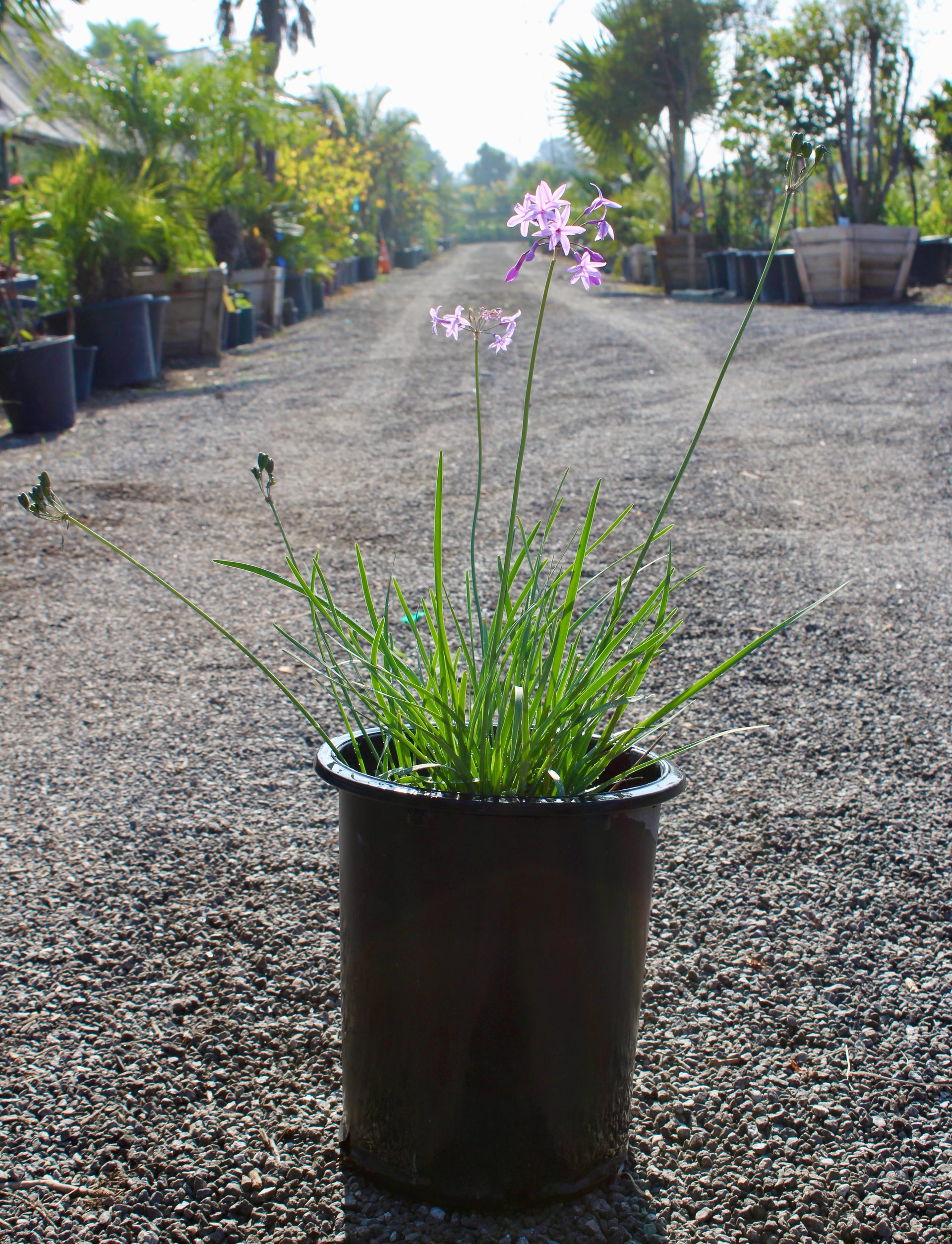 Society Garlic (Tulbaghia violacea)