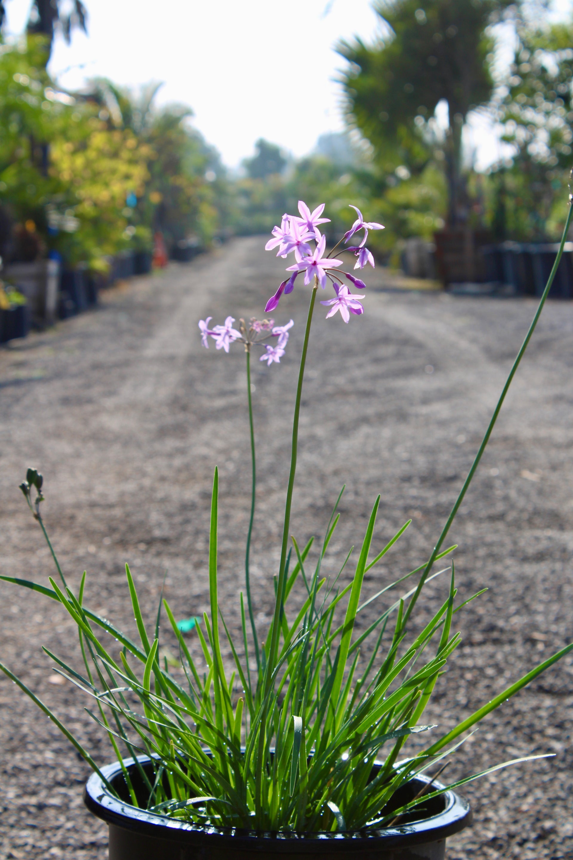 Society Garlic (Tulbaghia violacea)