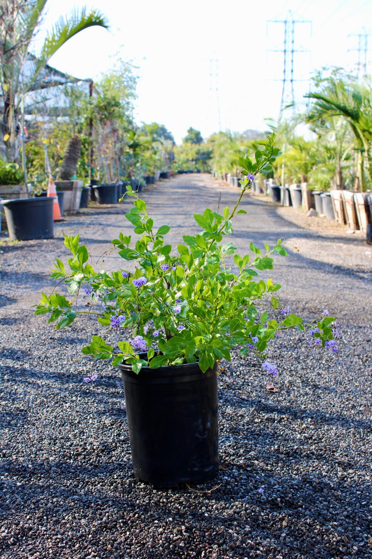 Duranta erecta (Duranta / Golden Dewdrop)