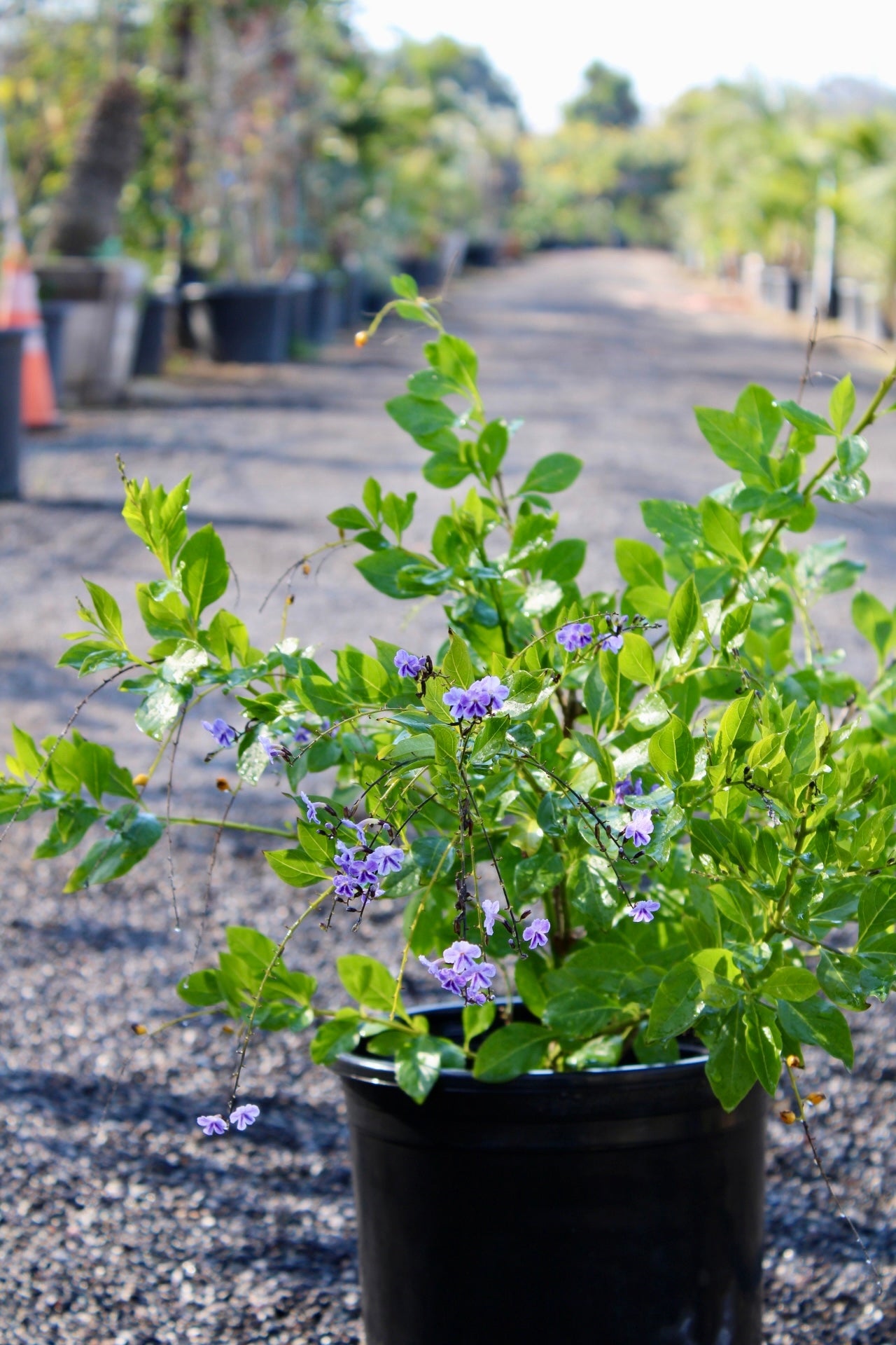 Duranta erecta (Duranta / Golden Dewdrop)