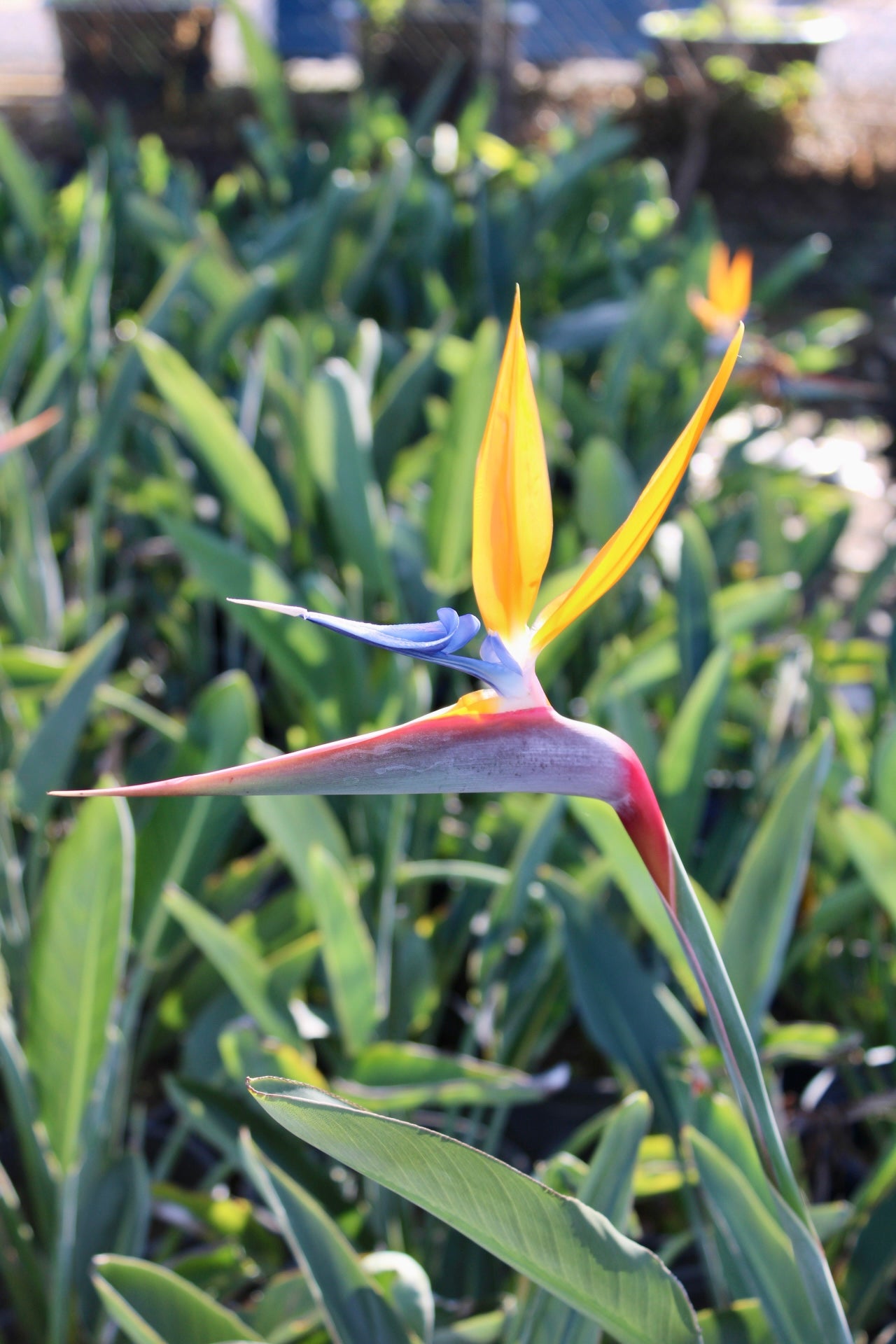 Strelitzia reginae (Bird of Paradise)