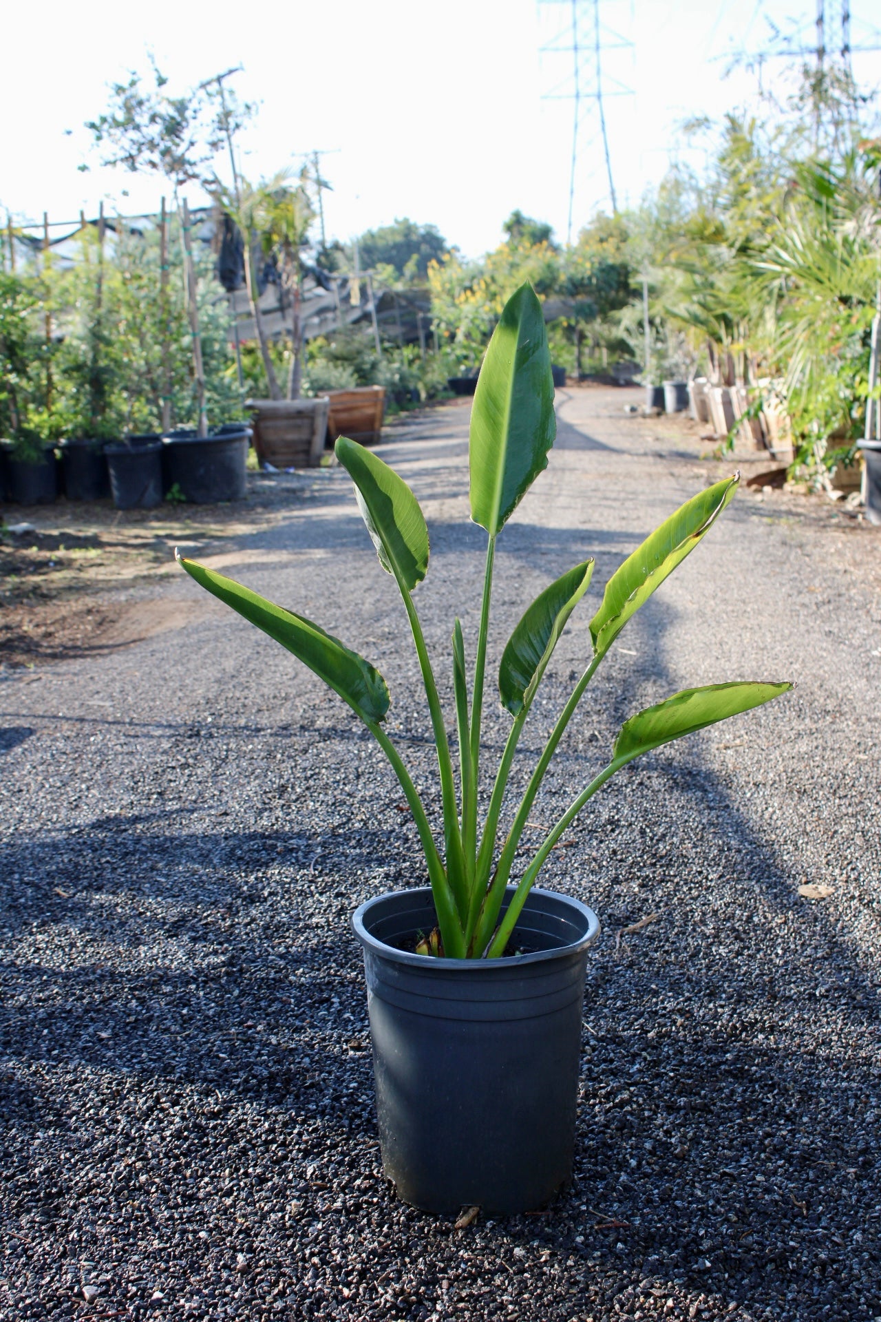 Strelitzia reginae (Bird of Paradise)