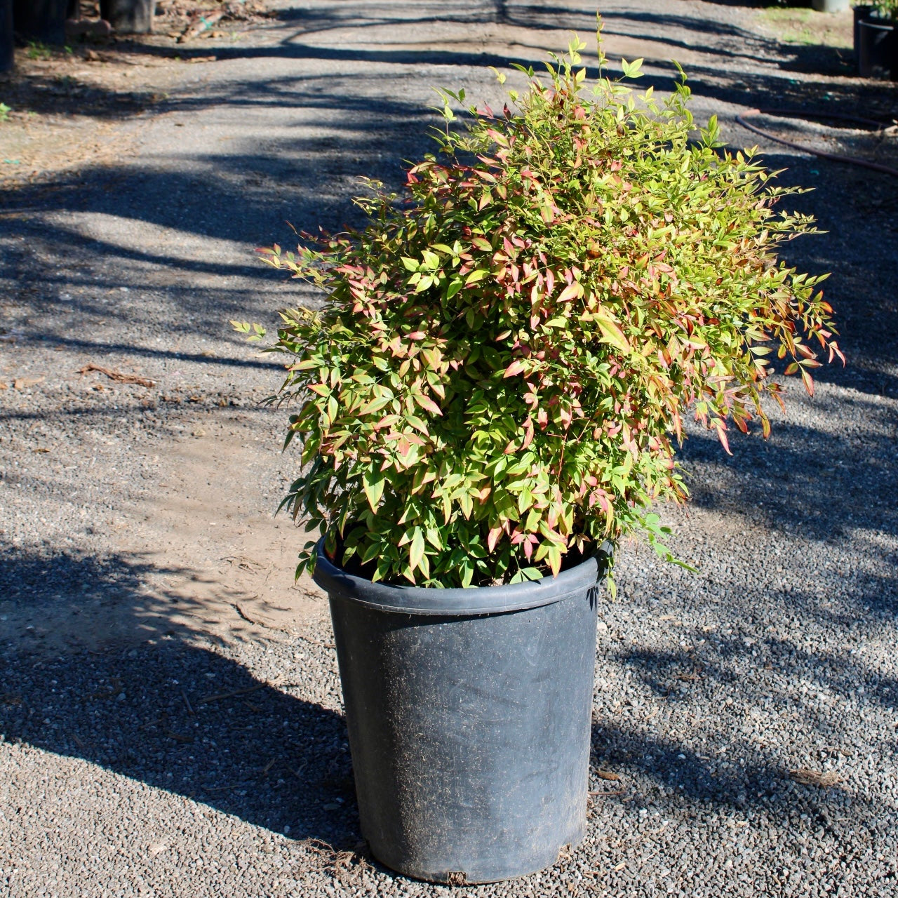 Nandina domestica (Heavenly Bamboo)