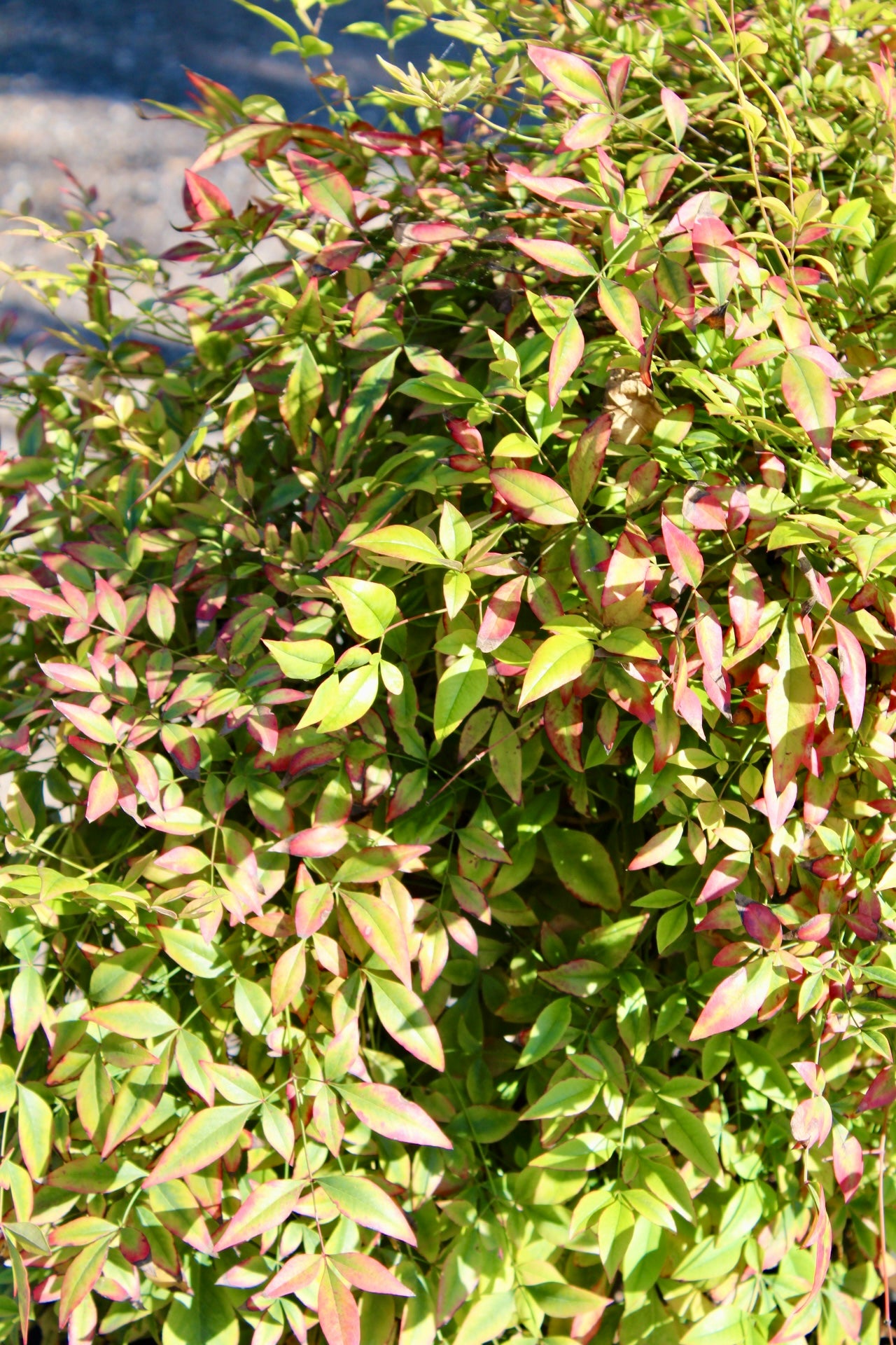 Nandina domestica (Heavenly Bamboo)