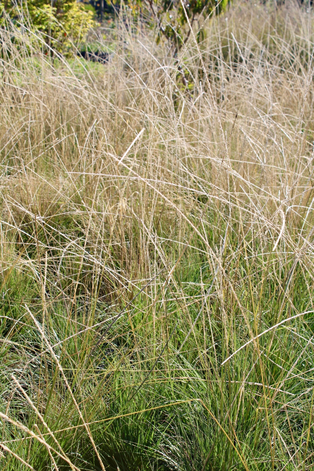 Muhlenbergia rigens (Deer Grass)