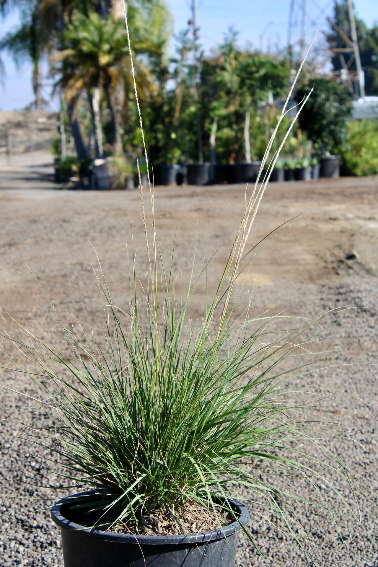 Muhlenbergia rigens (Deer Grass)
