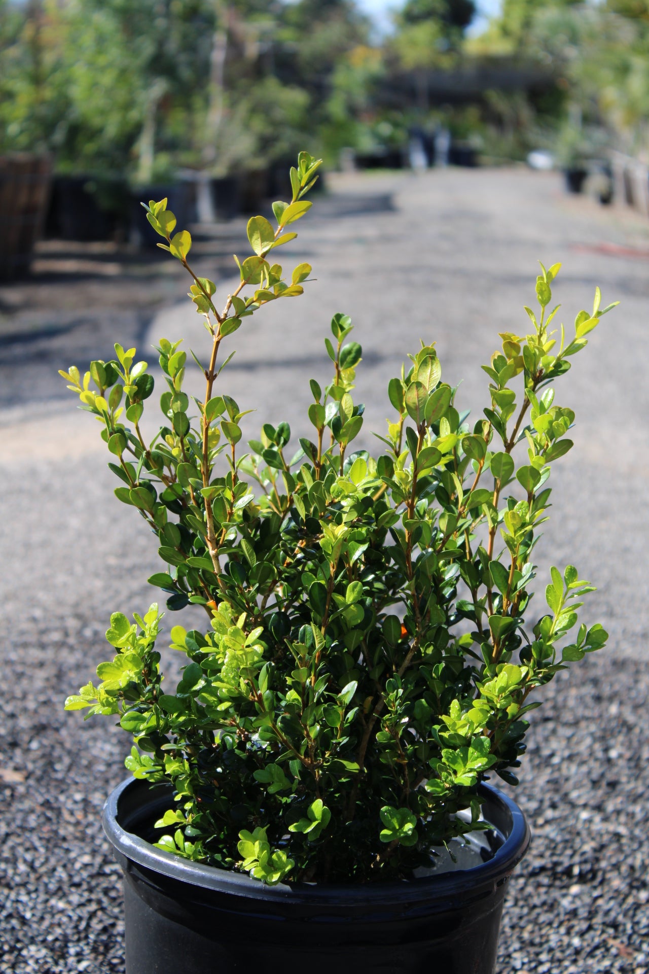 Buxus microphylla japonica 'Green Beauty'